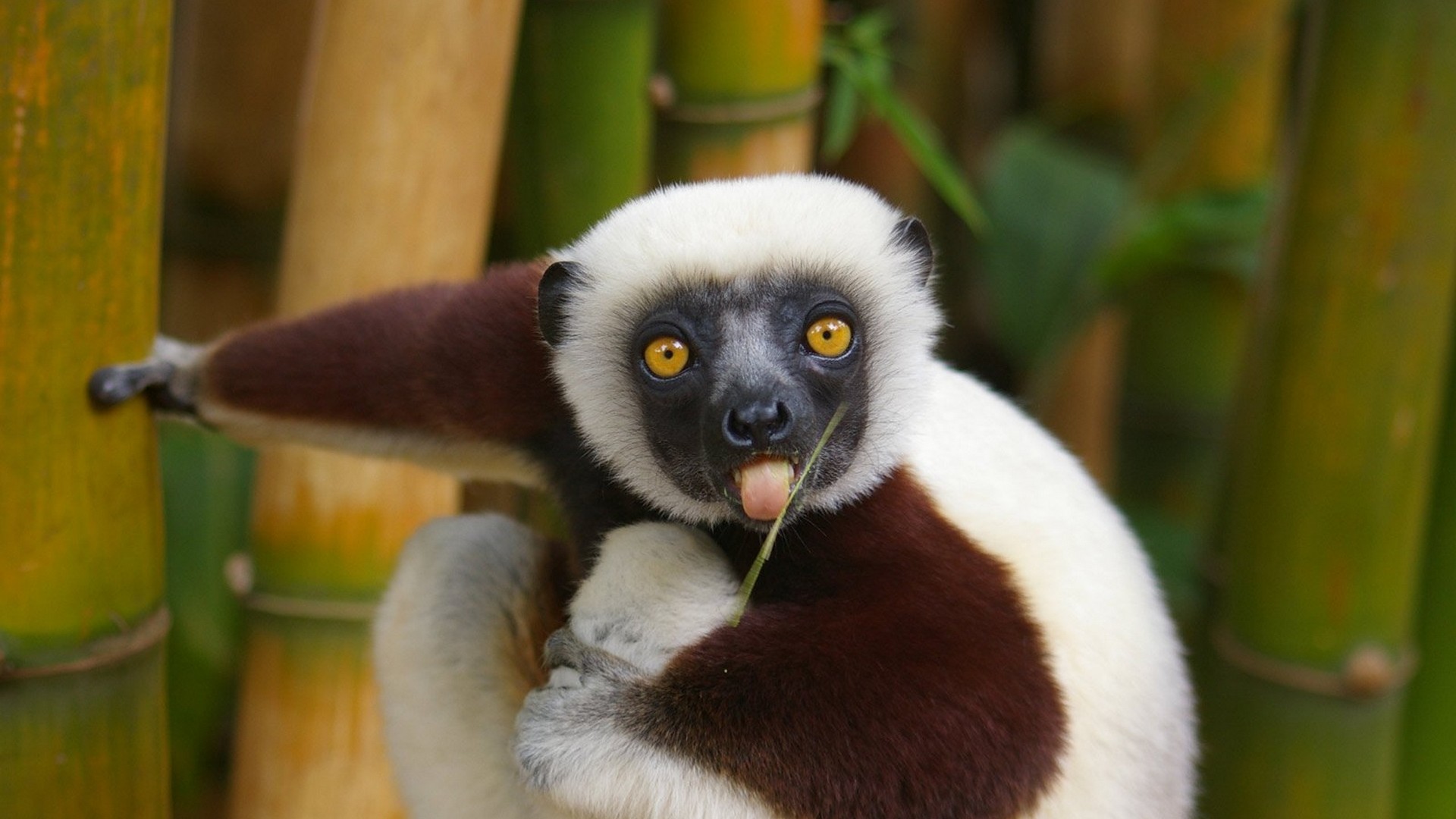 Lemurs 1920x1080