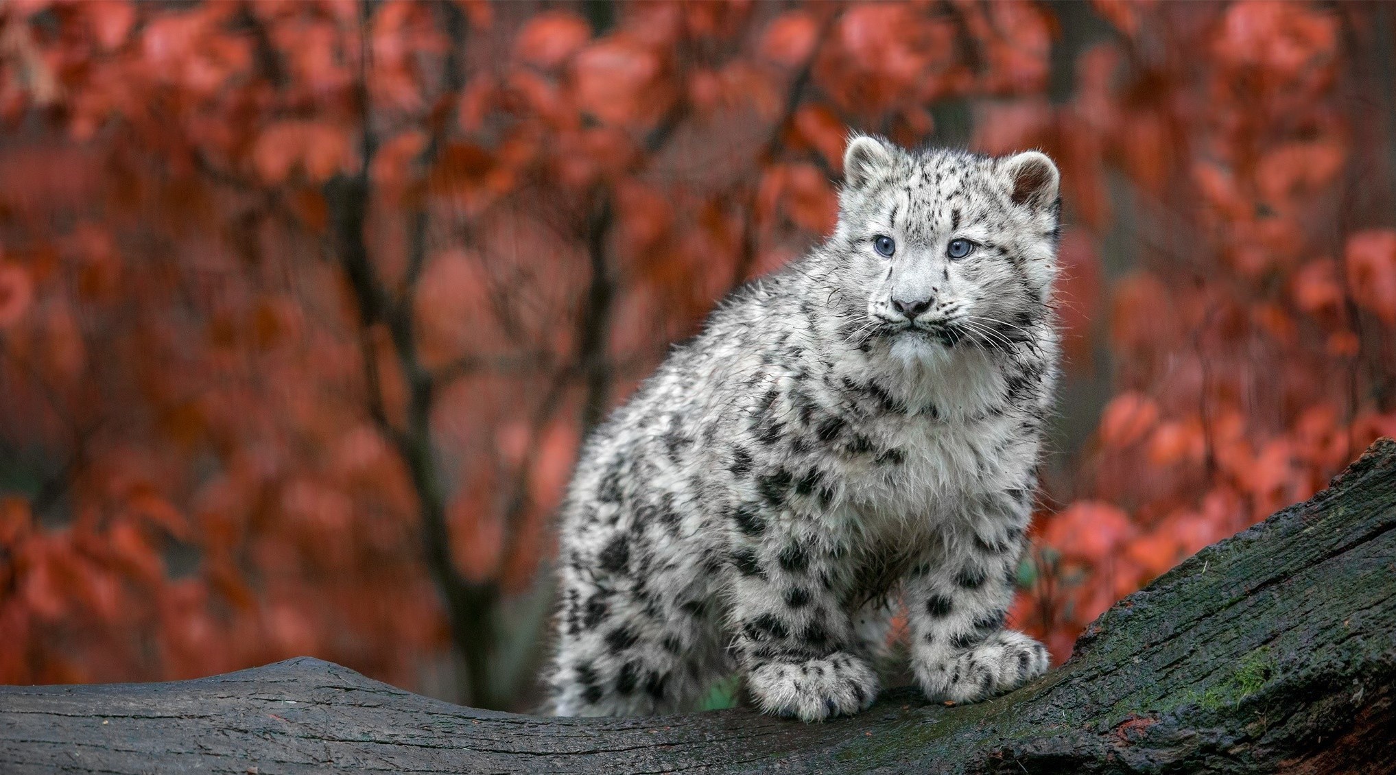 Animals Big Cats Snow Leopards Baby Animals Germany Fall Leopard Animal 2035x1130