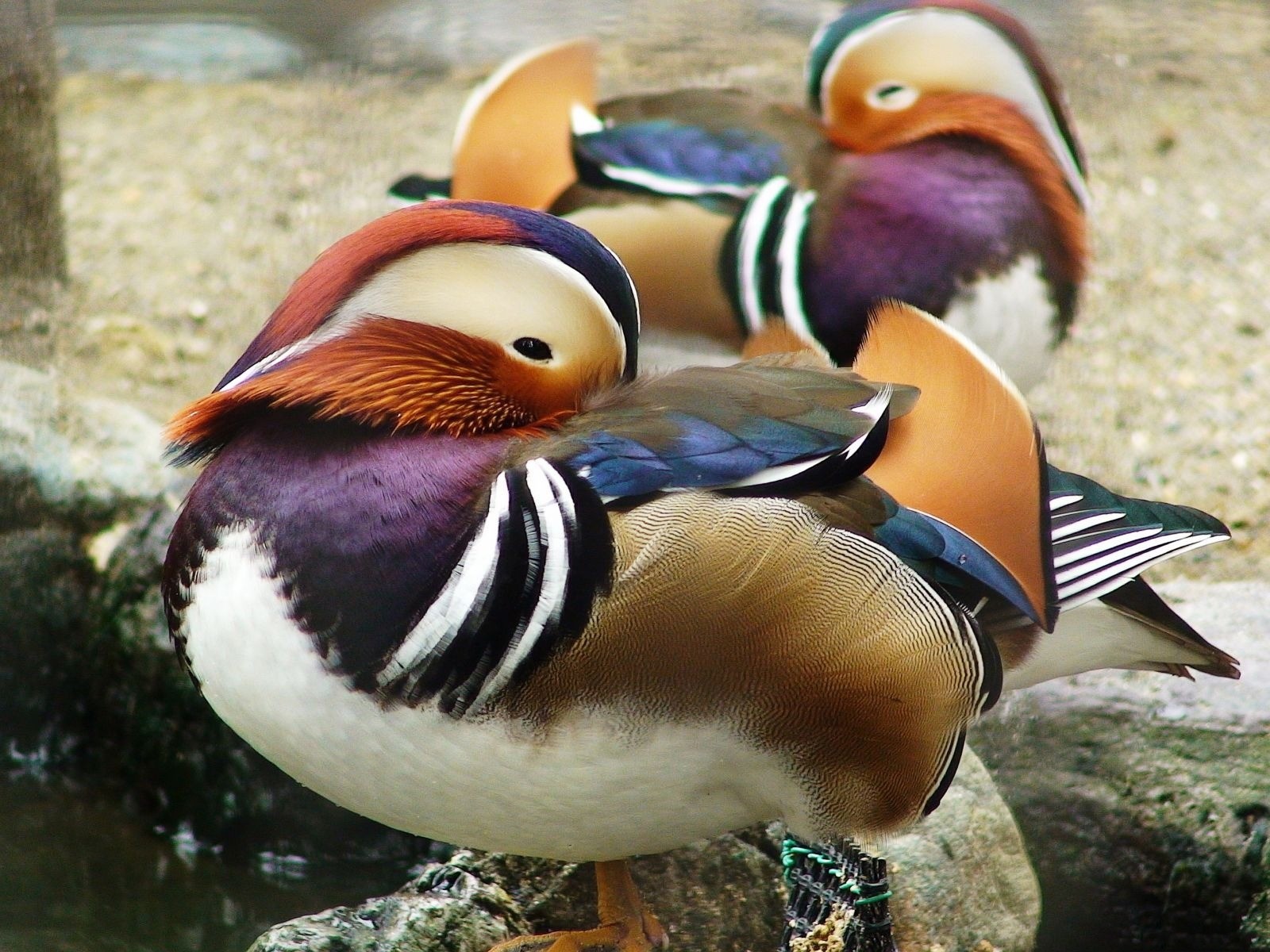 Animals Duck Birds Mandarin Duck 1600x1200