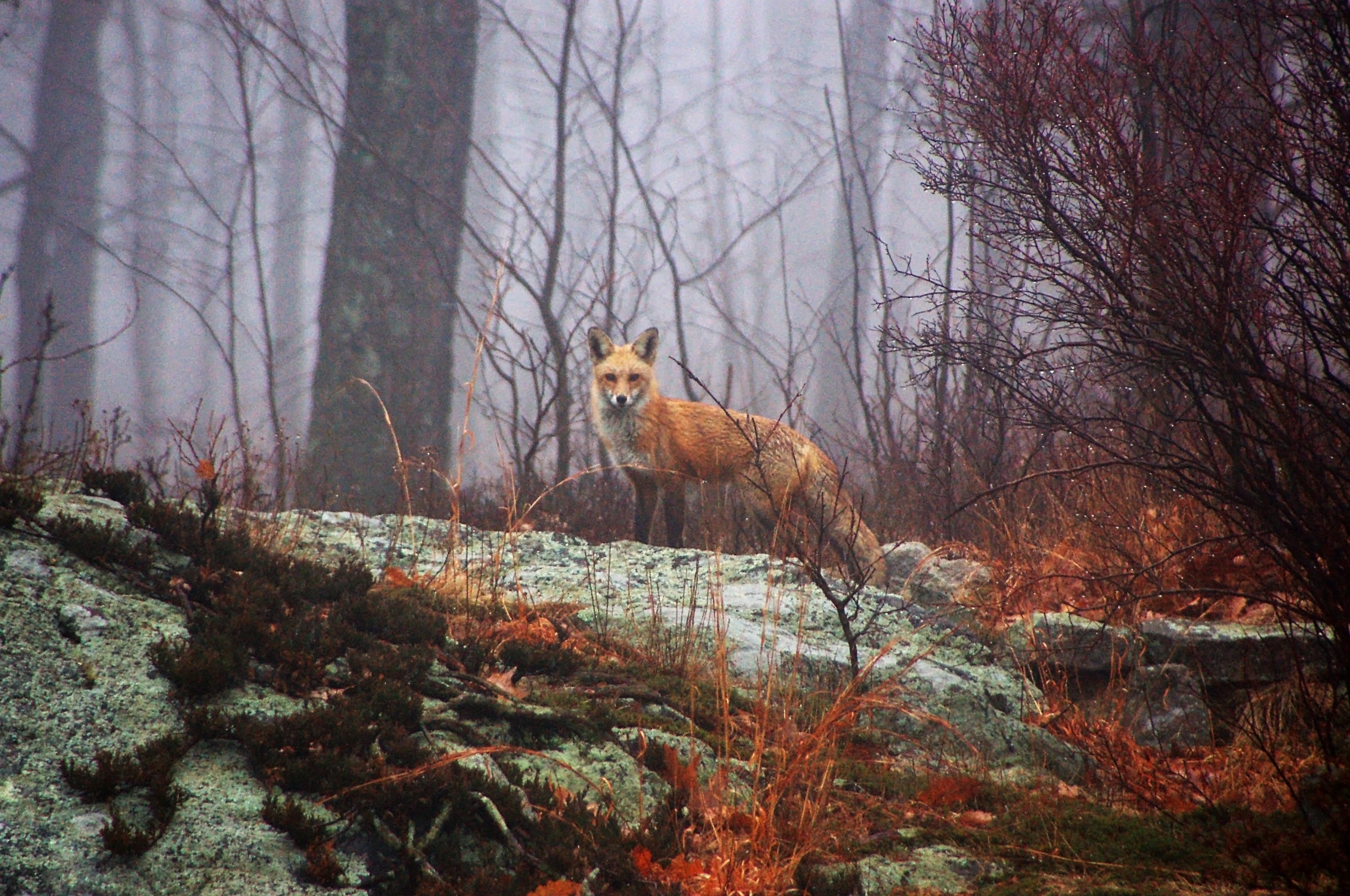 Animals Mammals Fox Wildlife Mist Forest Fall Wet Dew 2970x1971
