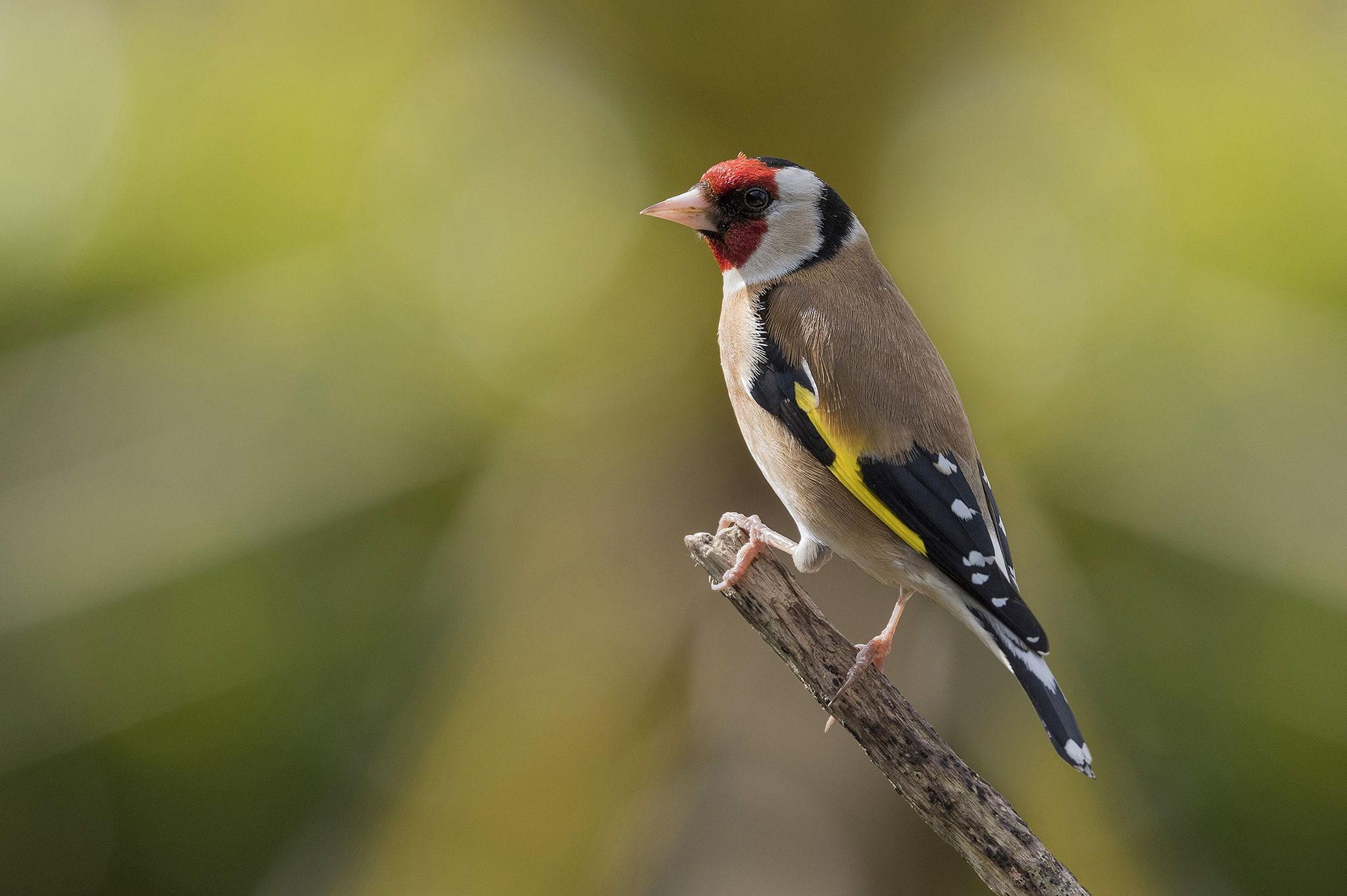 Goldfinch Bird 2048x1363