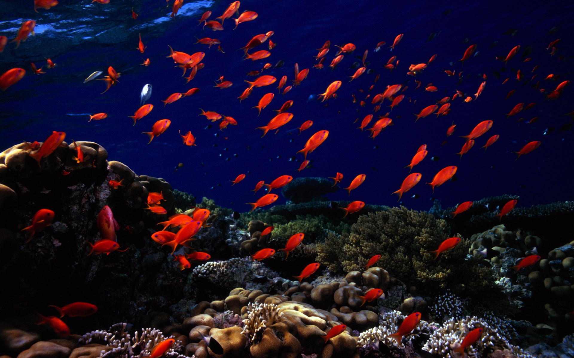 Fish Tropical Fish Sea Life Coral Underwater Nature 1920x1200