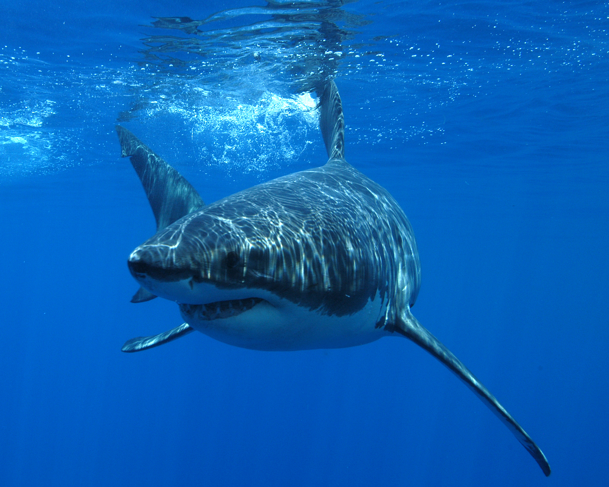 Animal Great White Shark 2019x1615