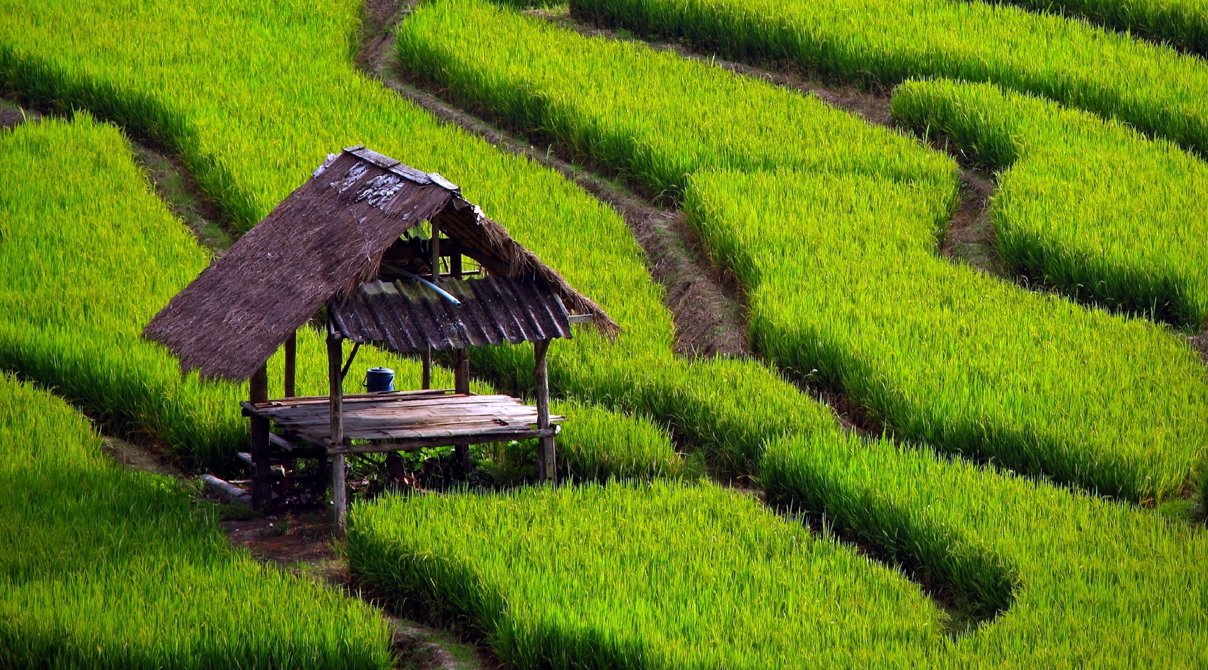 Field Rice Paddy Landscape Grass Plants Green 3840x2130