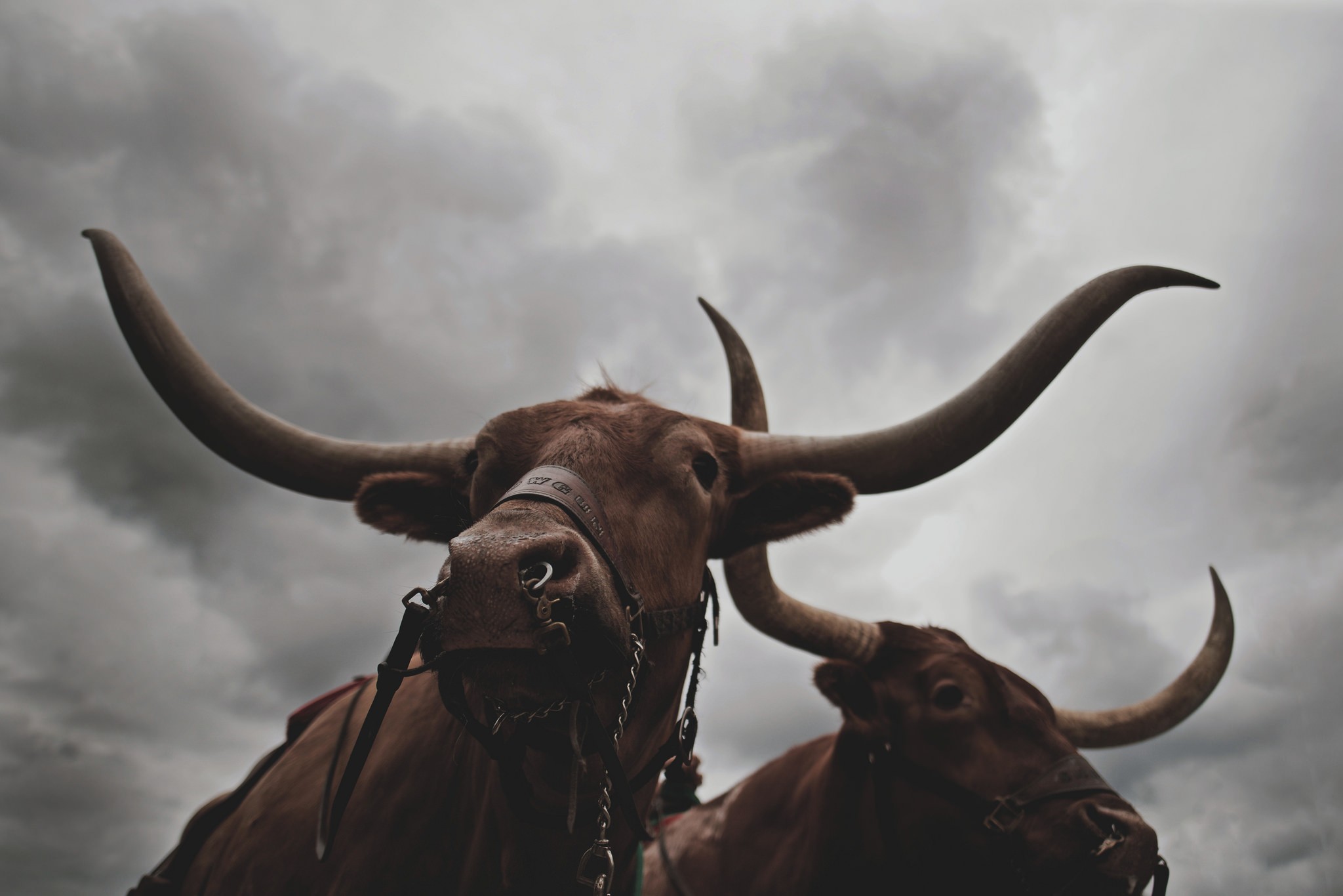 Photography Nature Bull Animals Angry Clouds Looking Away Storm Horns Chains 2048x1366