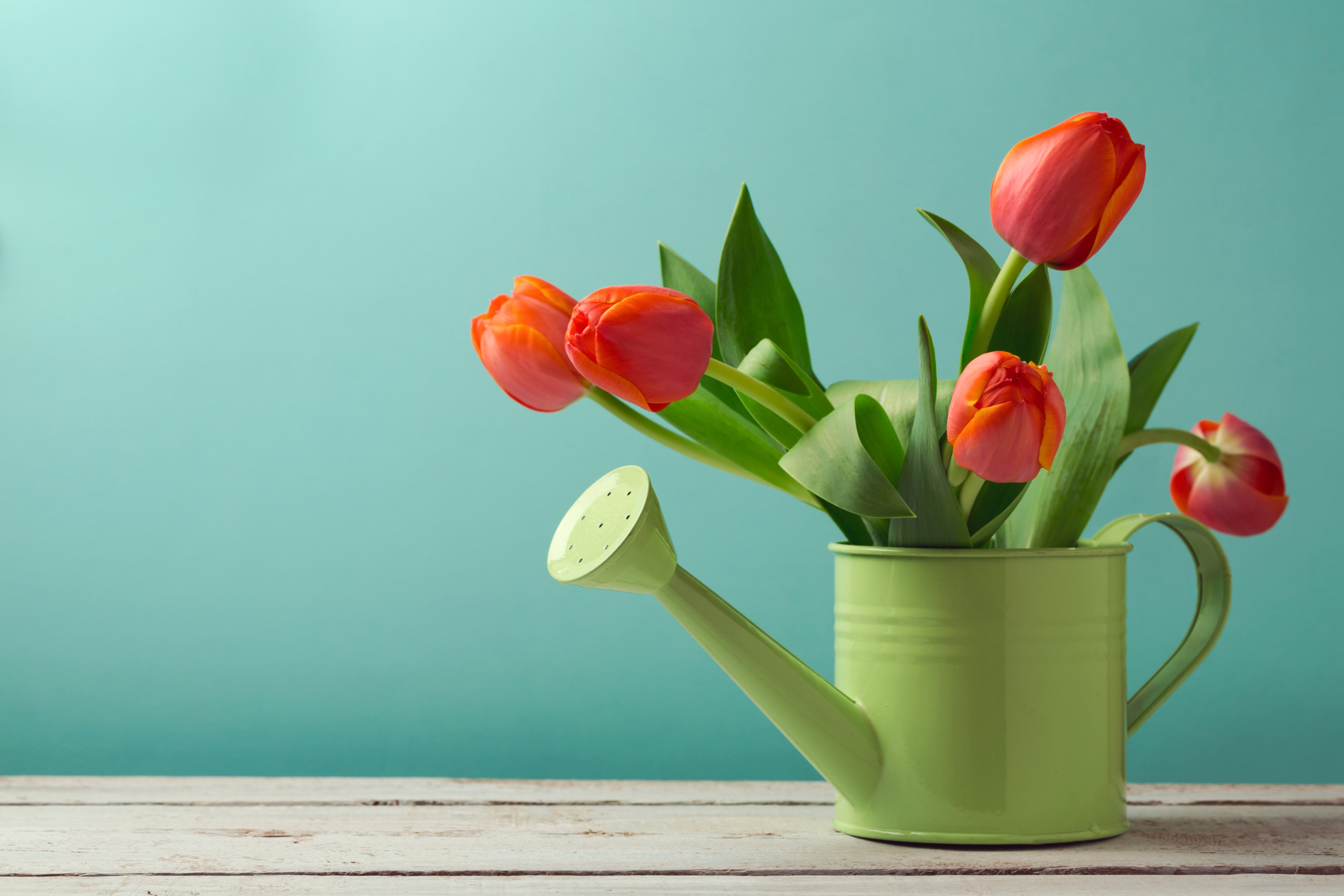 Still Life Flowers Tulips Plants Watering Bucket Watering Can Simple Background 2560x1707