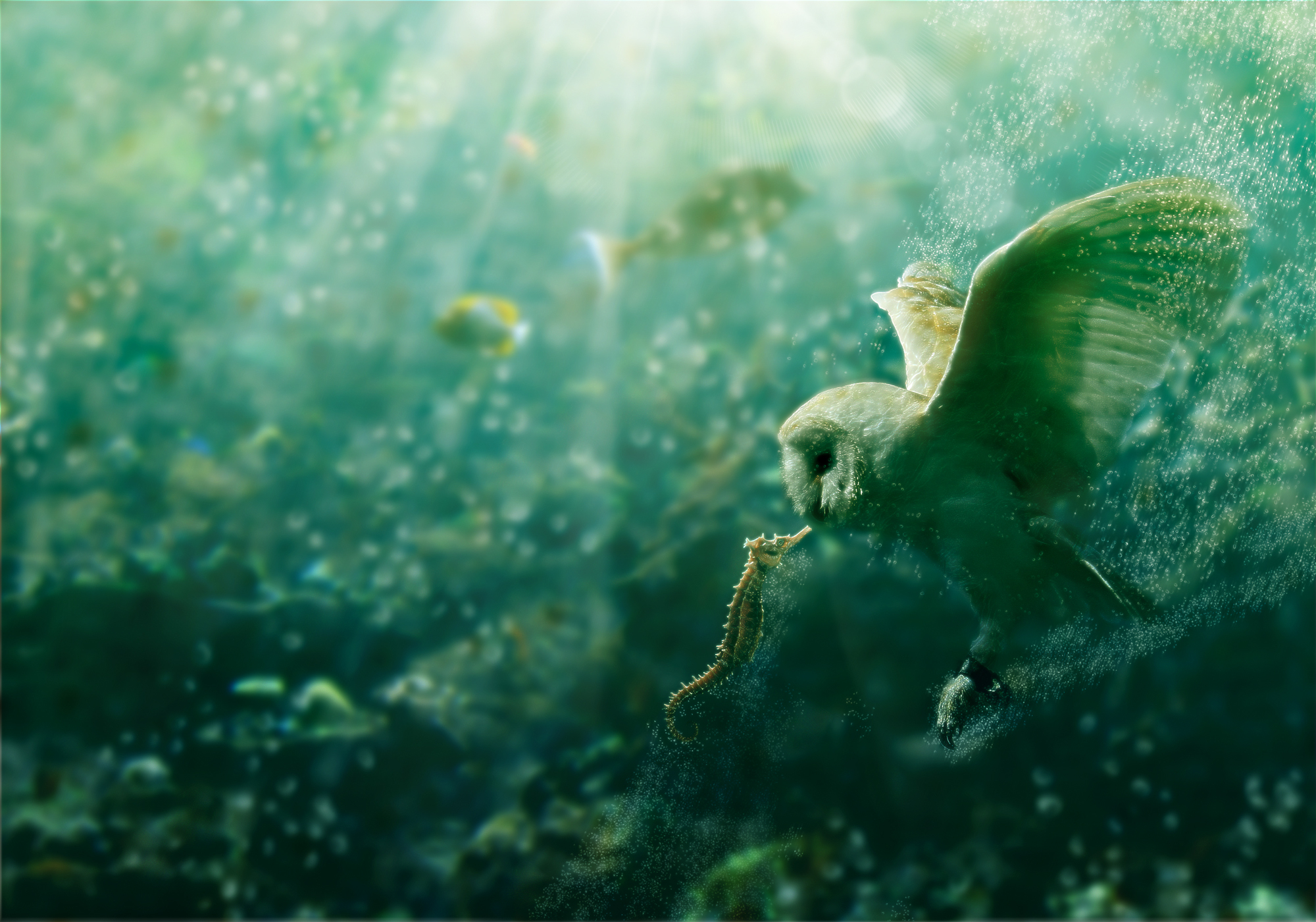 Owl Bird Seahorse Underwater 2000x1400