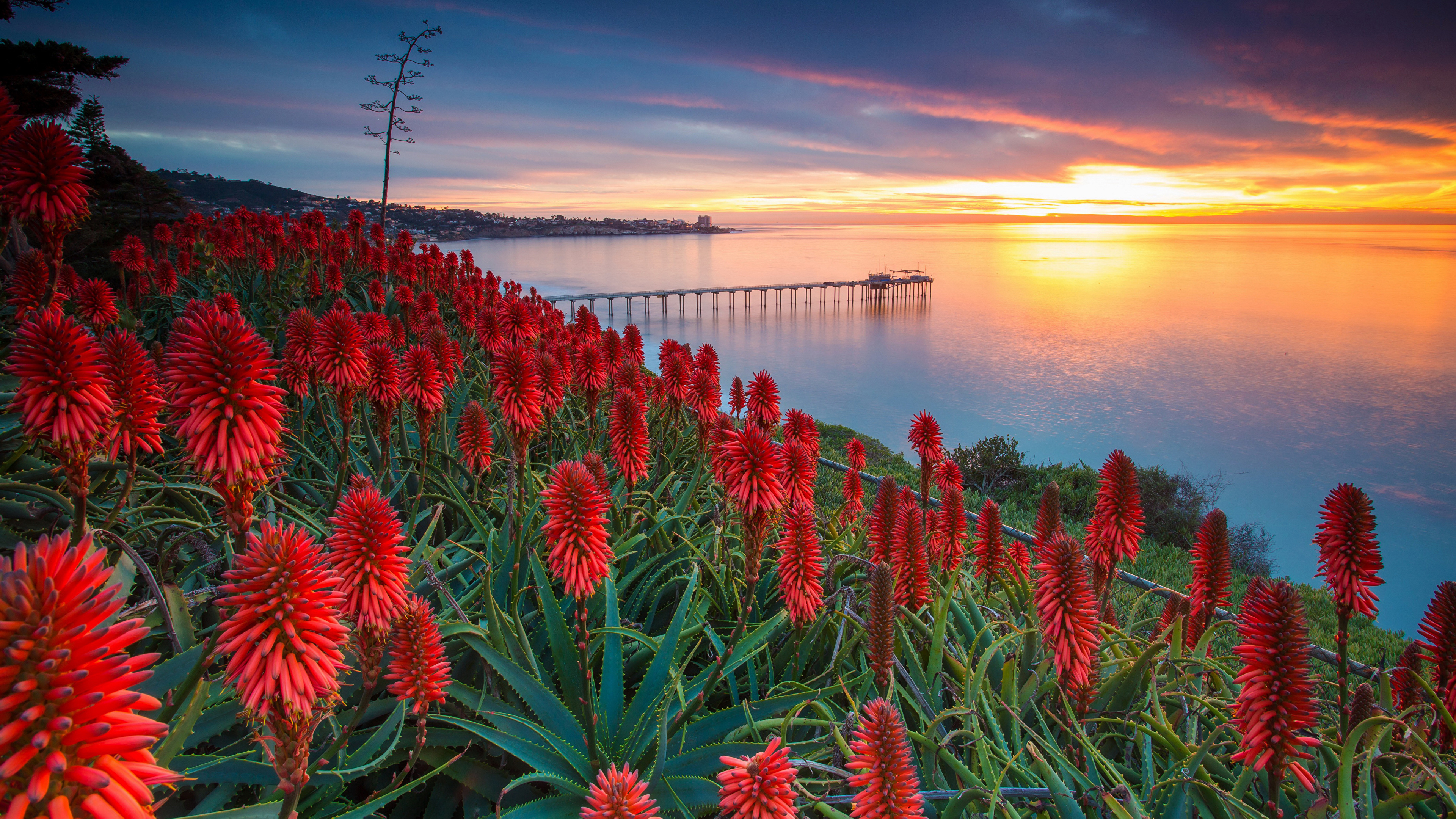 Flowers Crops Plants Water Sunset Sky Clouds Nature Landscape Sea 3840x2160