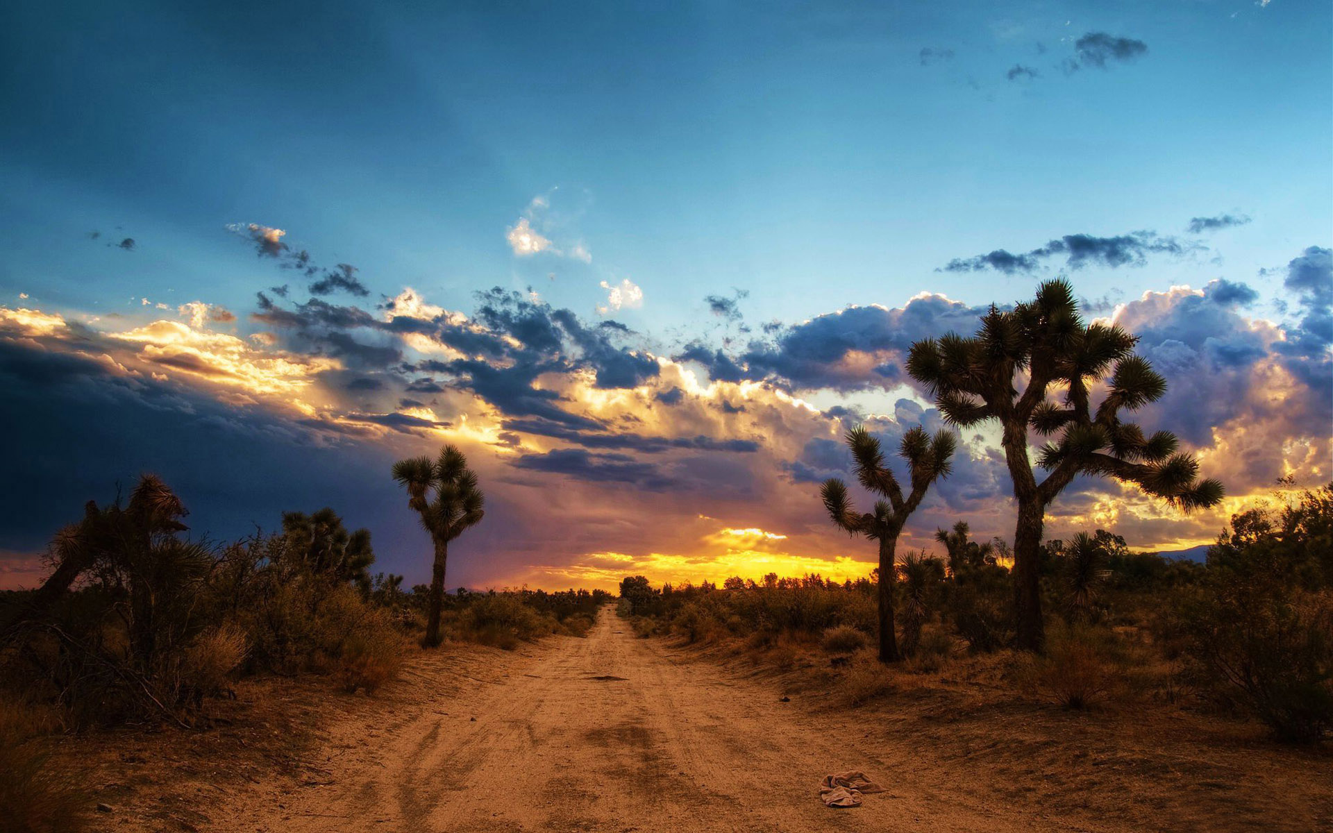 Earth Mojave Desert Desert Tree Cactus Road Sky Sunset 1920x1200