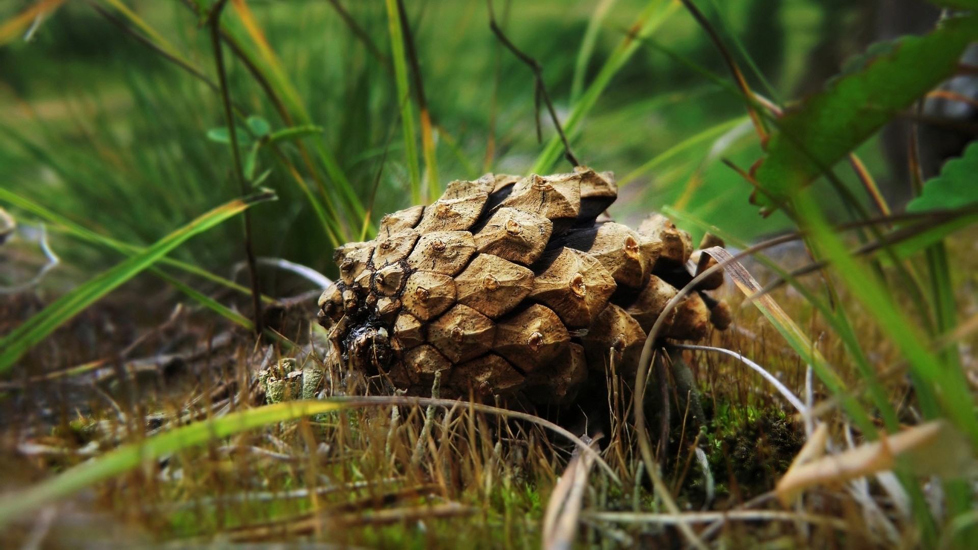 Nature Grass Cones Pine Cones Ground Depth Of Field Leaves Plants 1920x1080