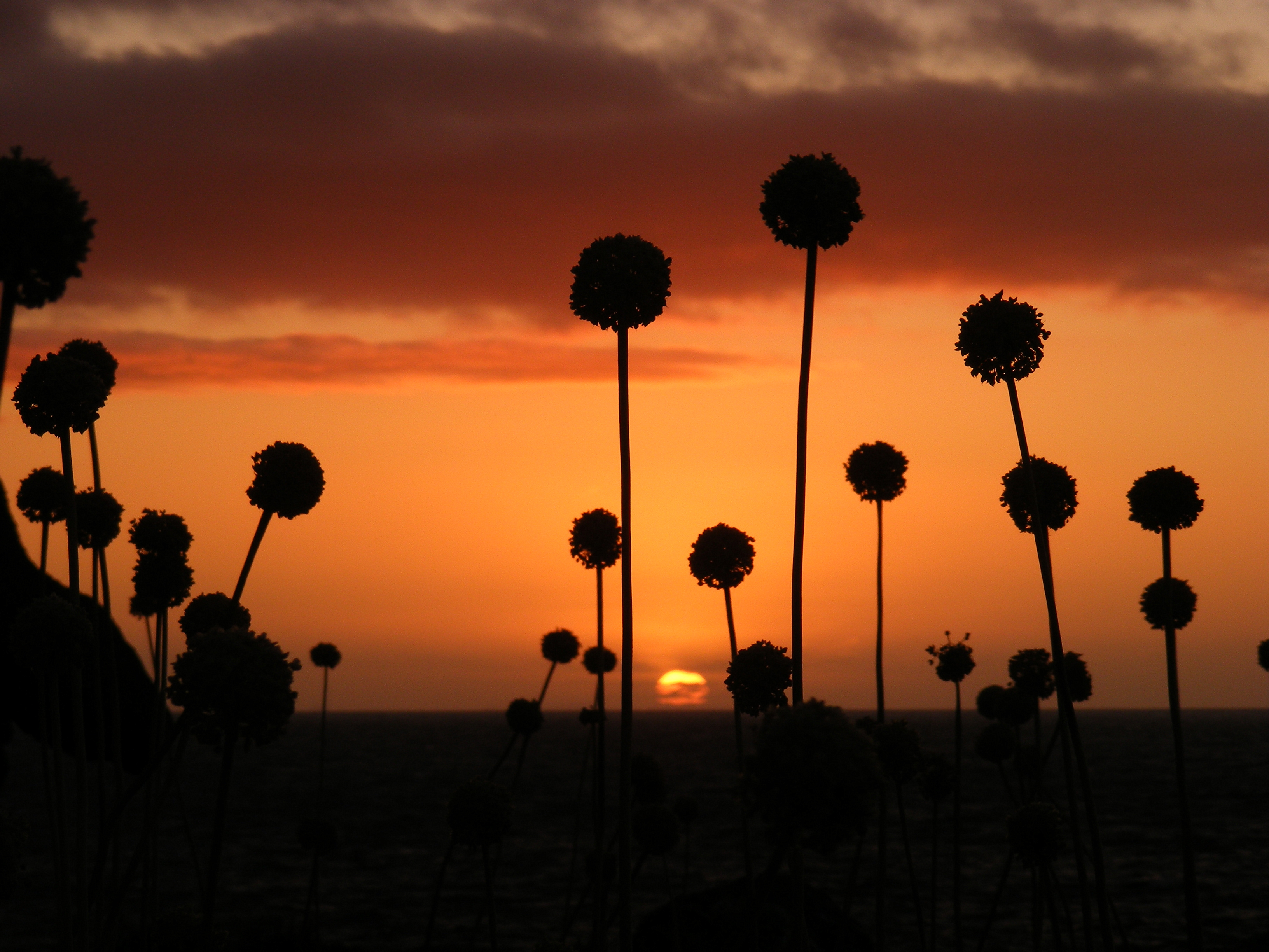 Allium Flower Nature Sky Sunset Silhouette 3264x2448