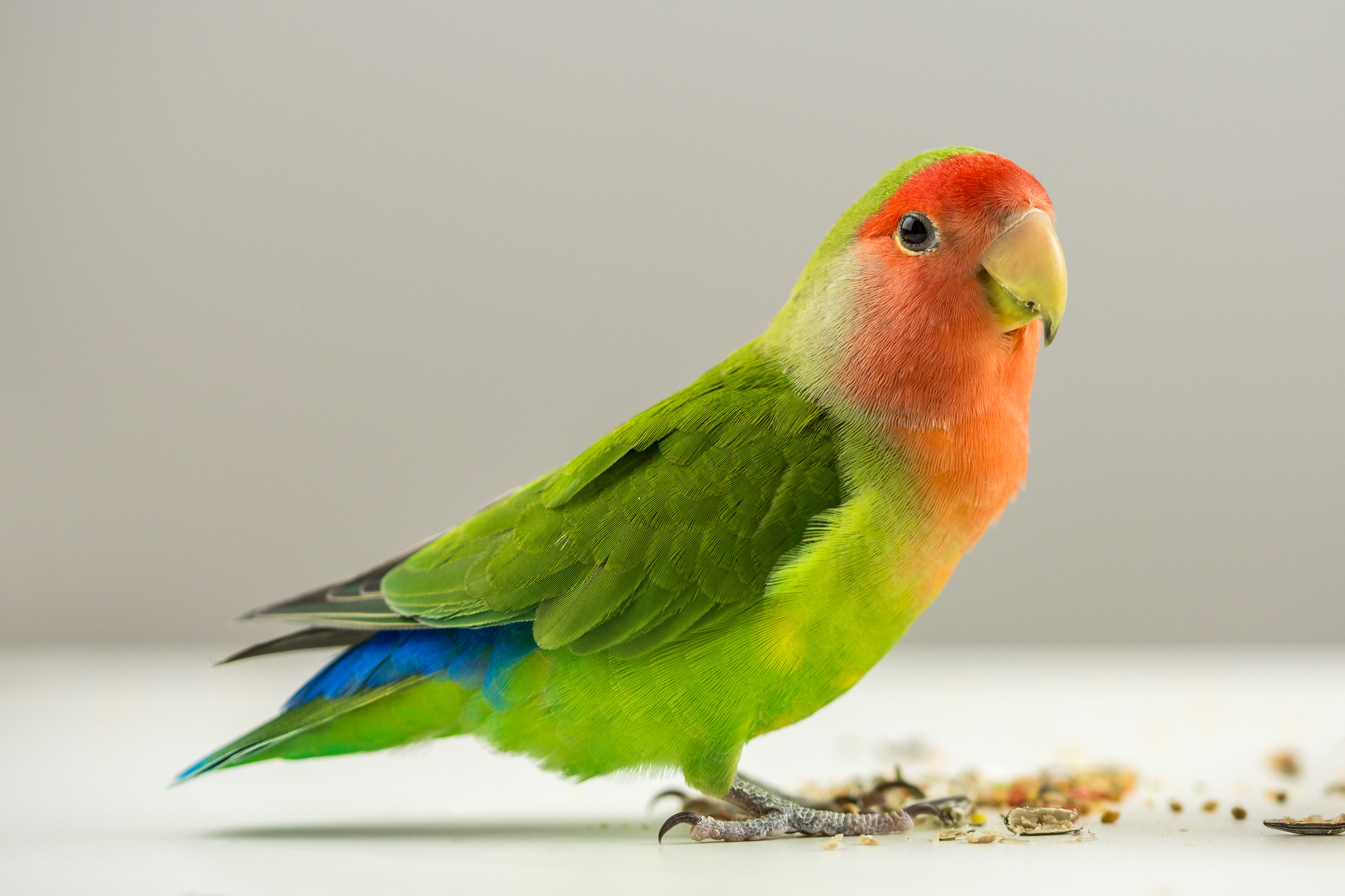 Lovebird Parrot Agapornis 4278x2852