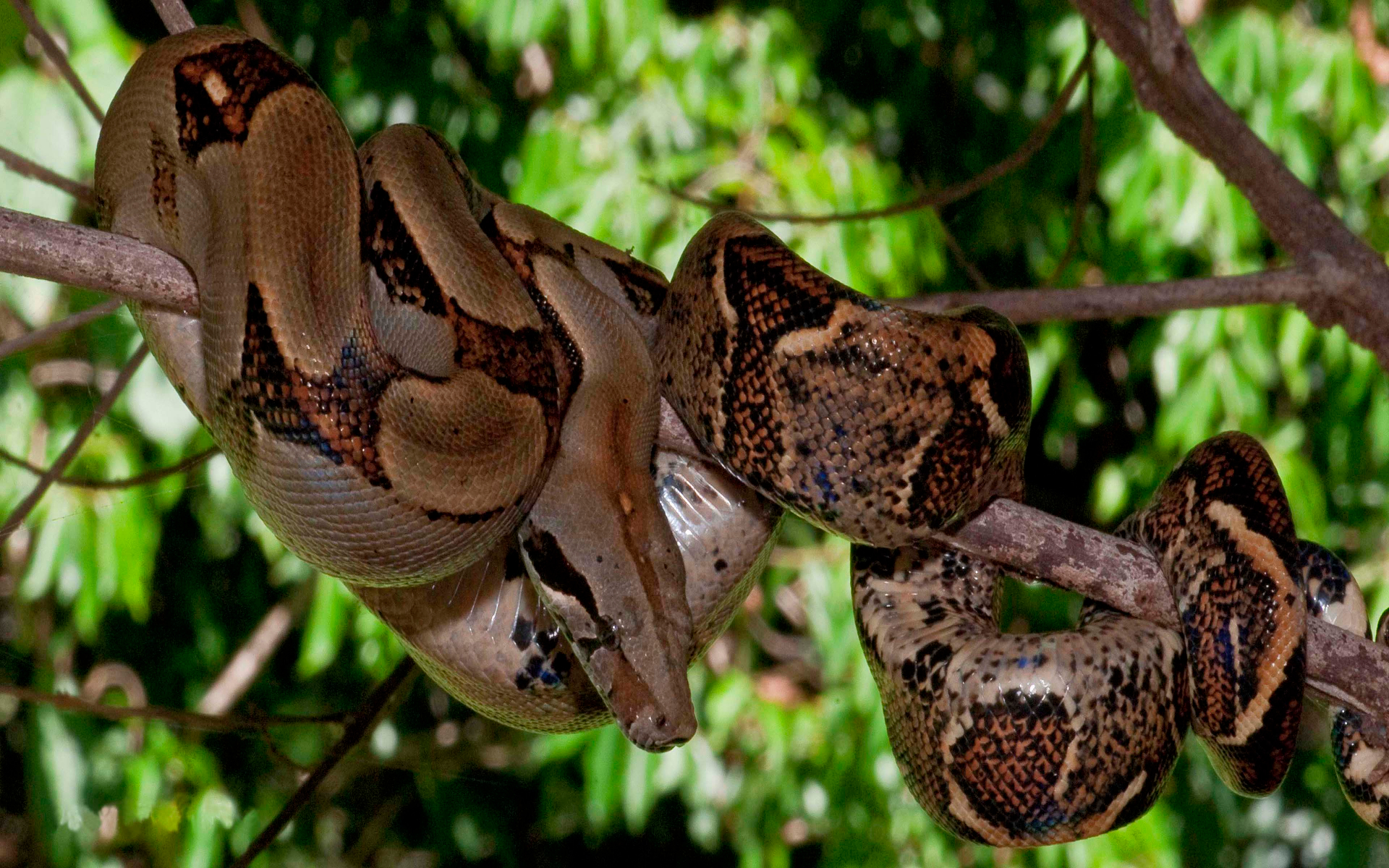 Snake Boa Constrictor Boa 1920x1200