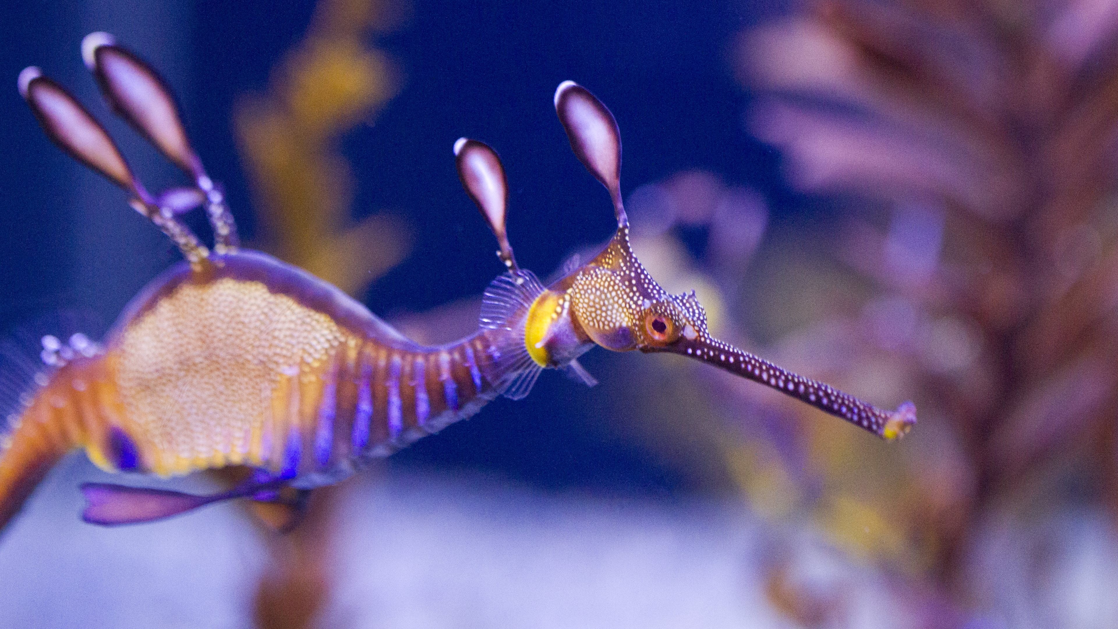 Photography Seahorses Underwater Animals 3840x2160