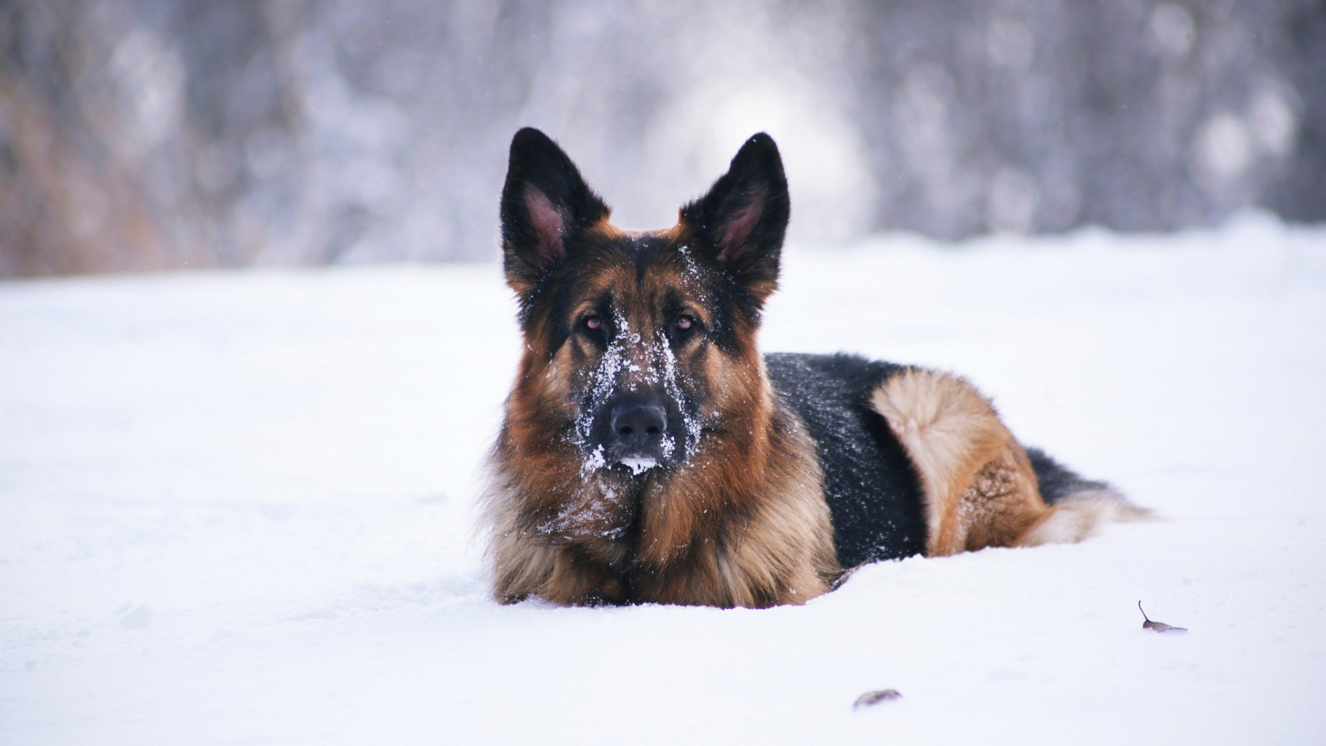 Dog Animals Snow 1920x1080