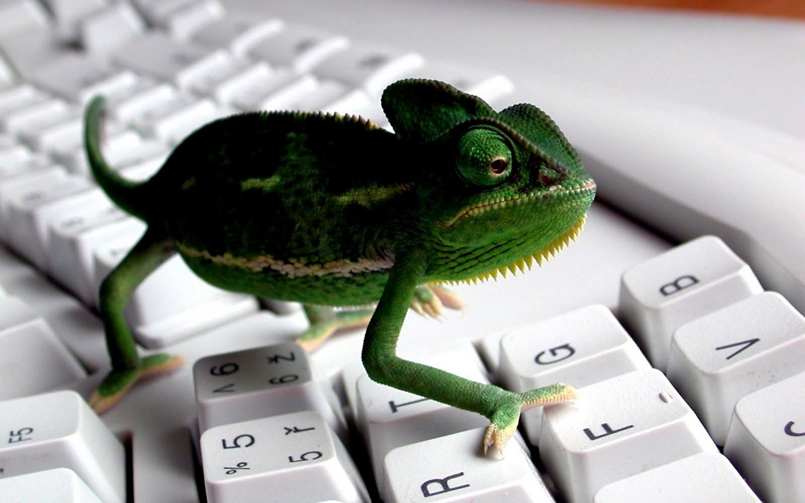 Keyboards Animals Chameleons 1600x1000