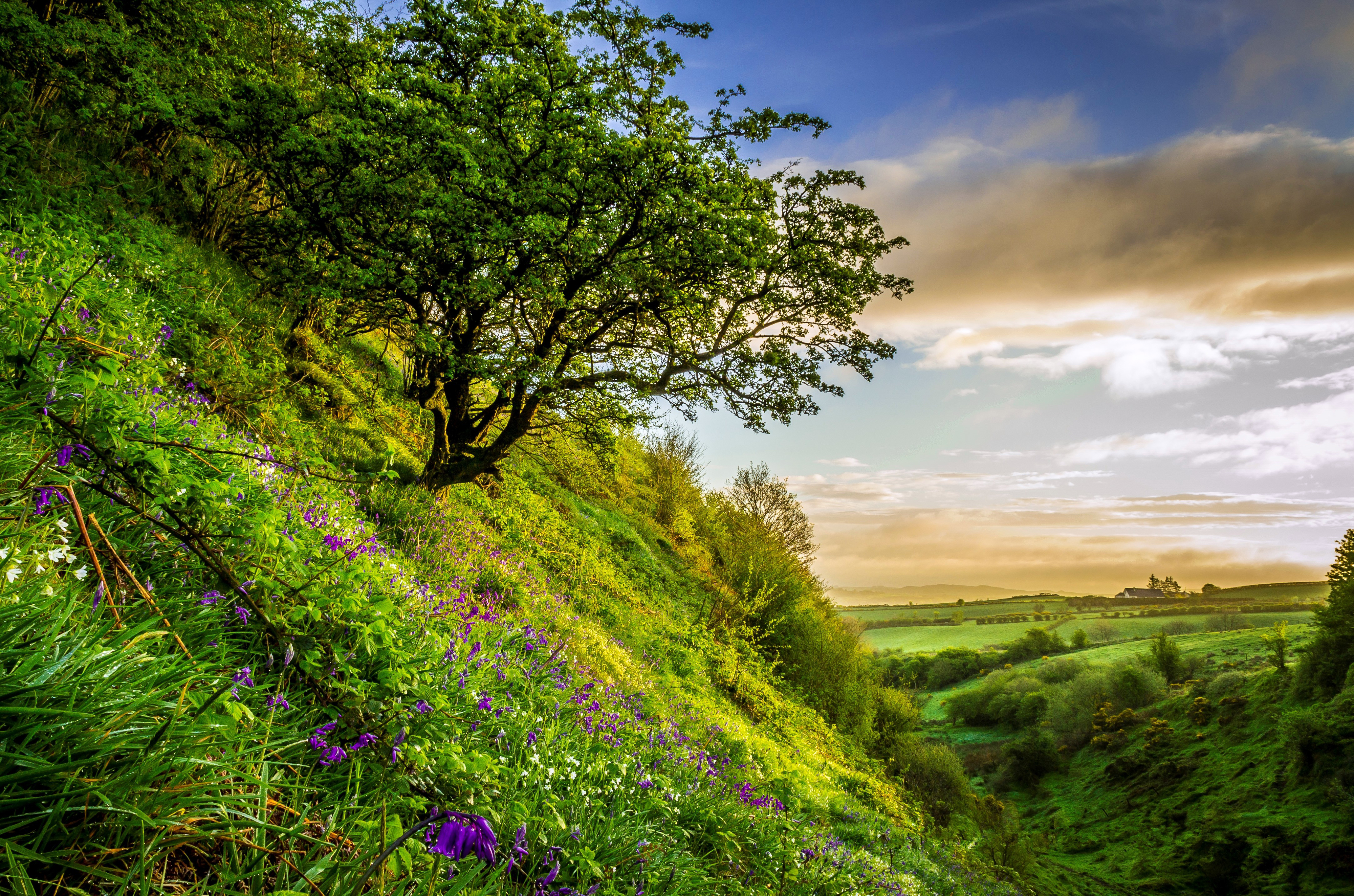 Summer Field Hill Grass Flower Shrub Landscape 4000x2648