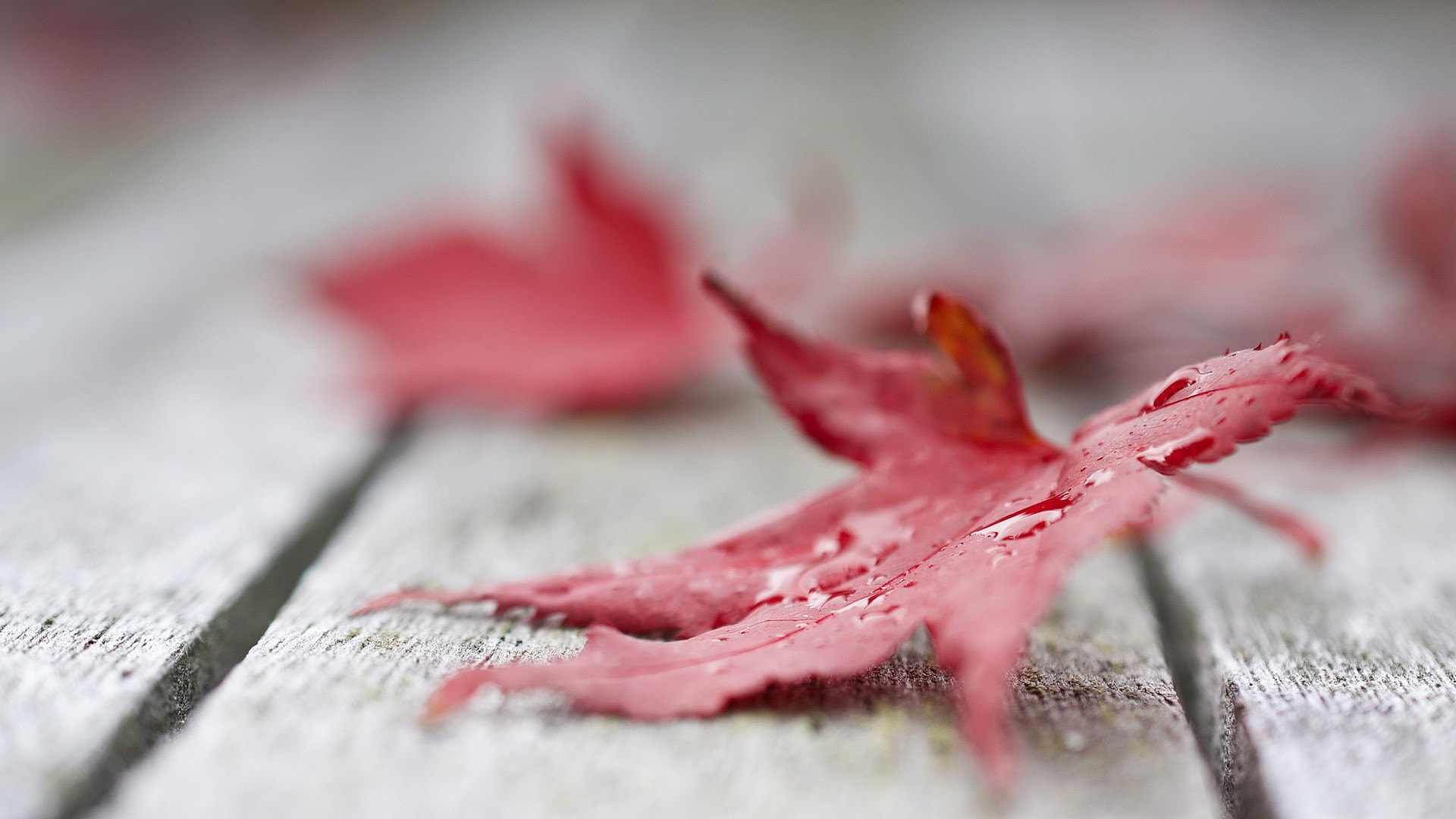 Nature Leaves Maple Leaves Macro Water Drops Closeup Wooden Surface Depth Of Field Red Leaves Fall 1920x1080