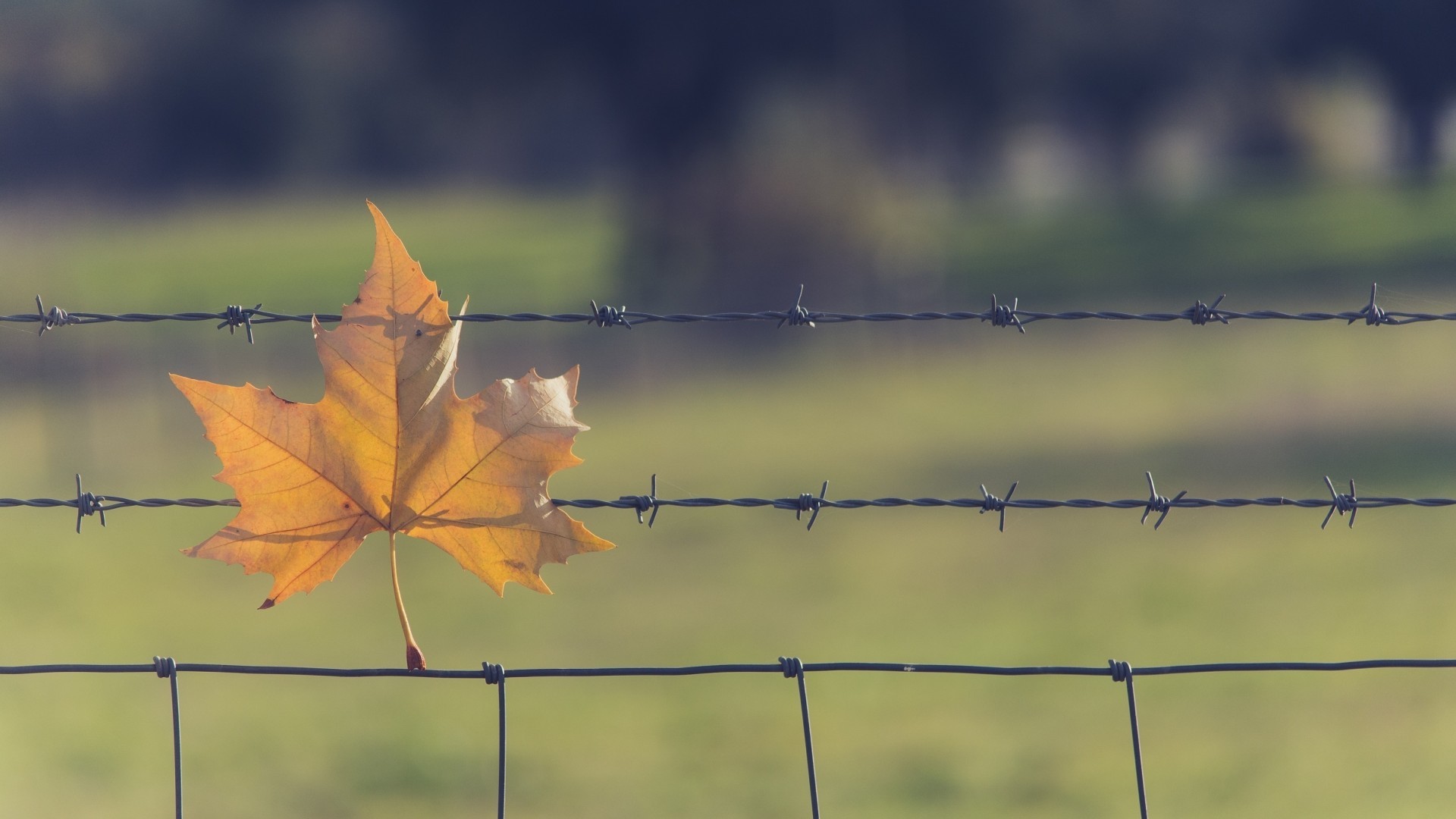 Leaves Fence Barbed Wire Fallen Leaves Outdoors 1920x1080