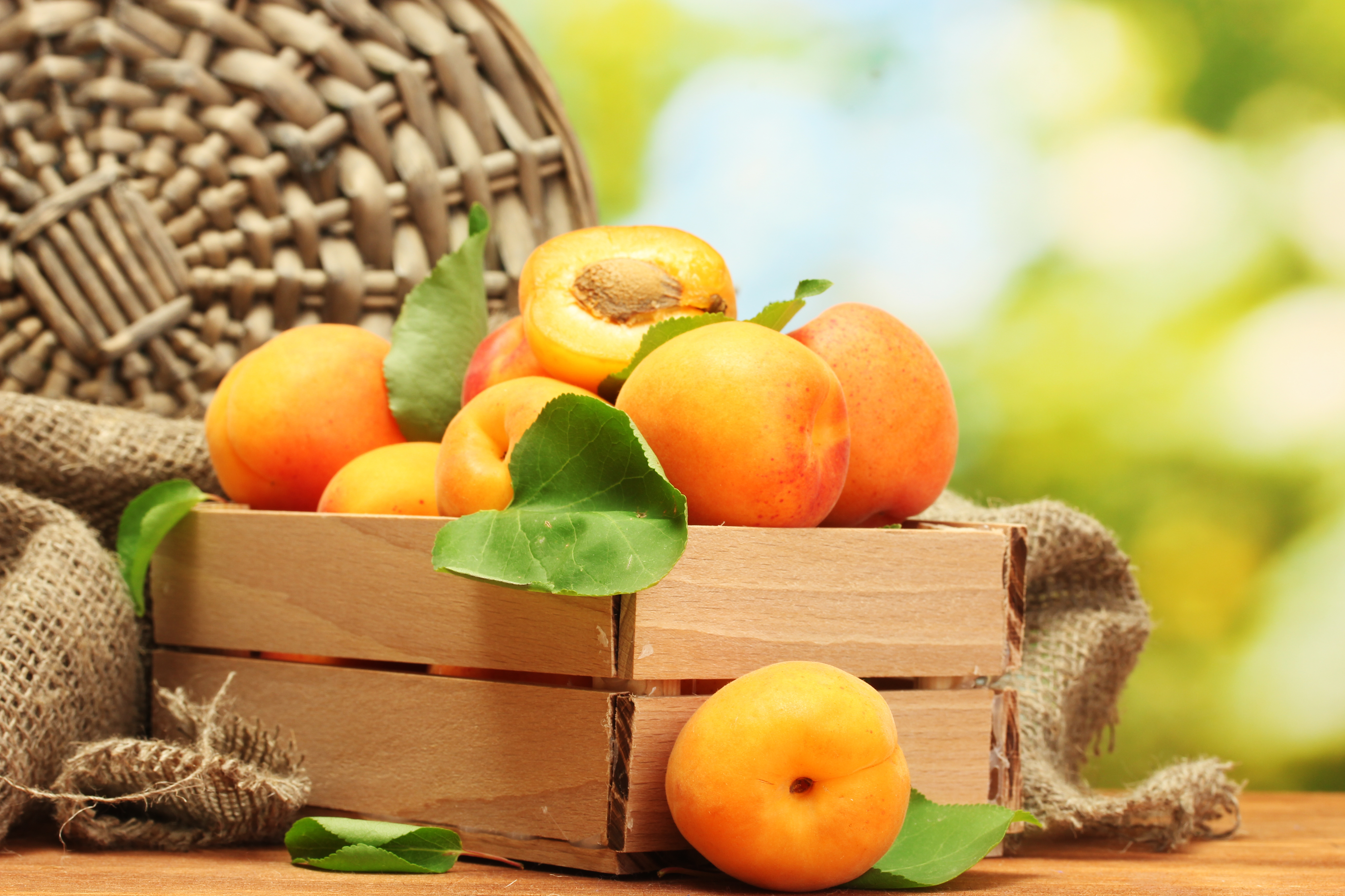 Apricot Fruit 5184x3456