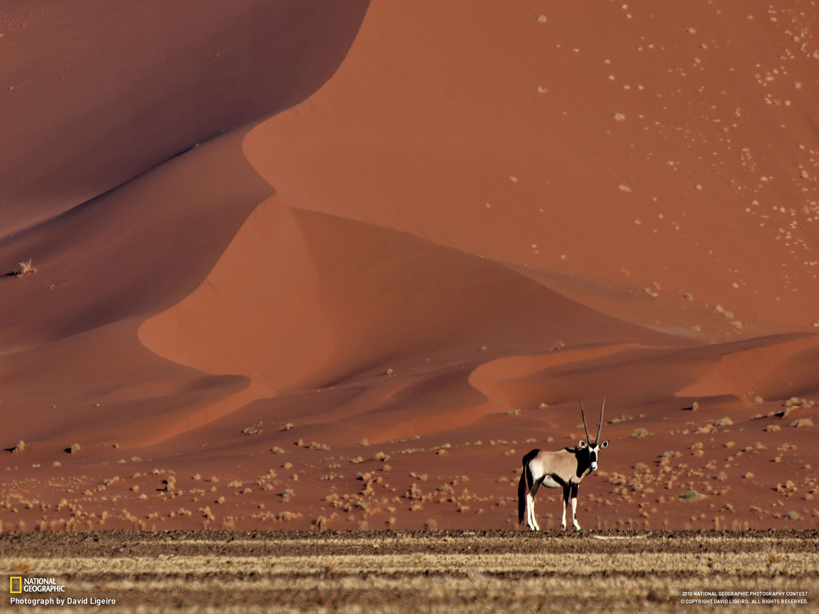 National Geographic Desert Sand Dunes Animals Oryxes Nature 1600x1200