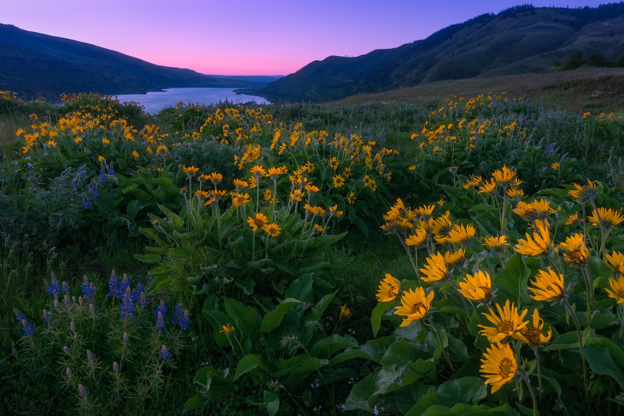 Flower Nature Wildflower Yellow Flower Landscape Sunrise Lake 2048x1365