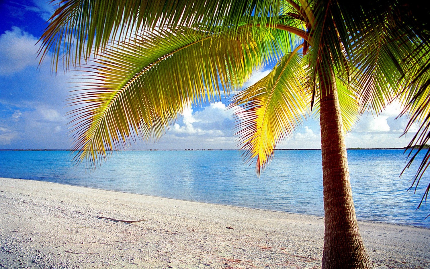 Island French Polynesia Palm Trees Nature Beach Tropical Sea Landscape Sand Clouds 1500x938