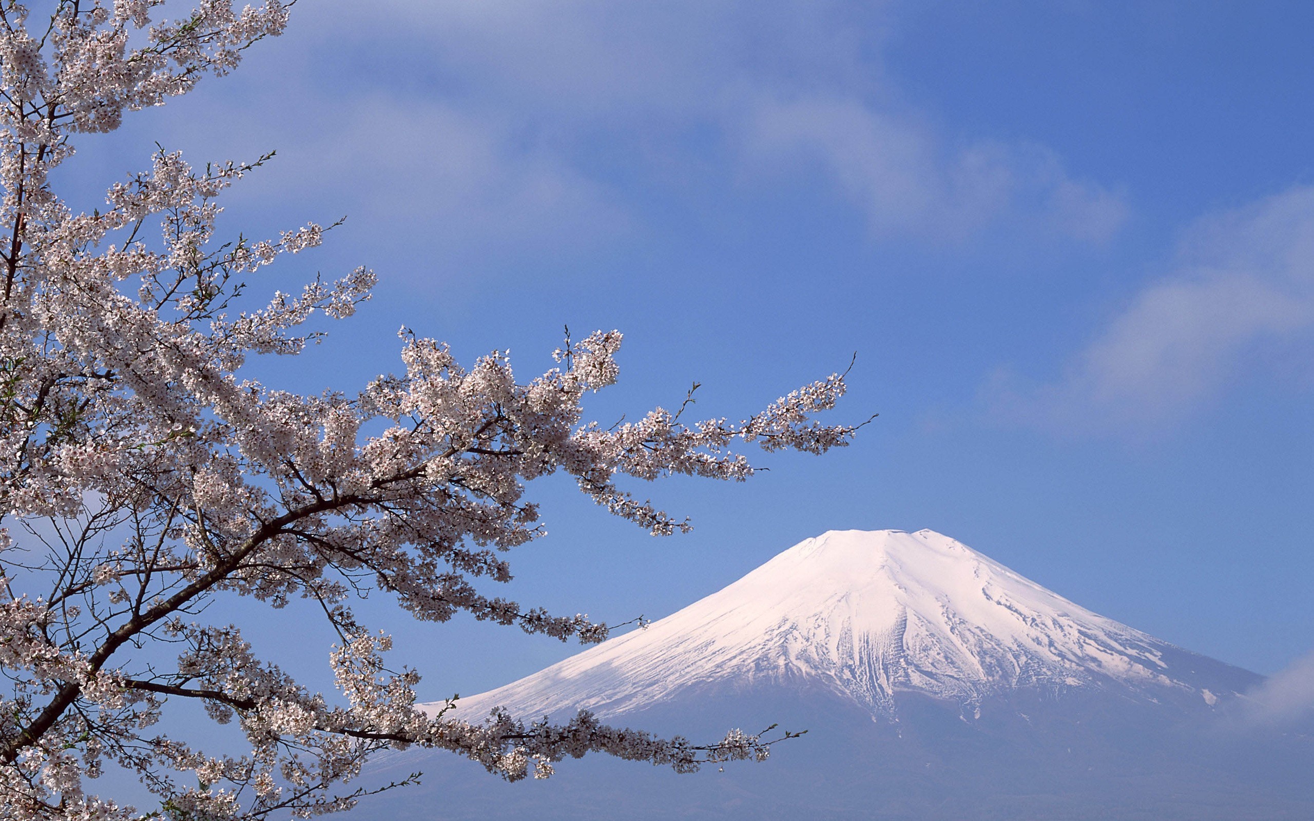 Nature Mountains Mount Fuji Blossoms Landscape Stratovolcano 2560x1600