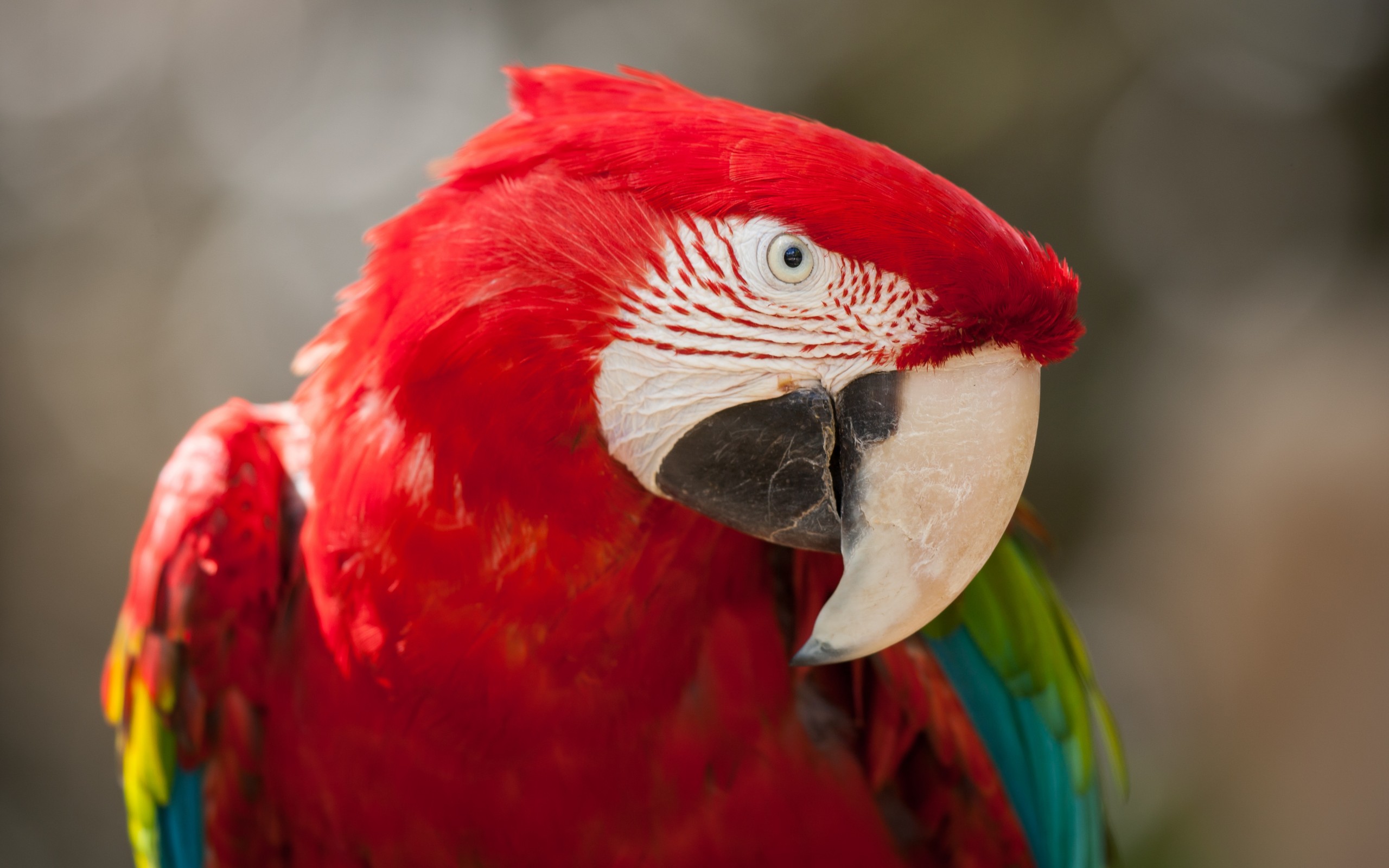 Animal Red And Green Macaw 2560x1600