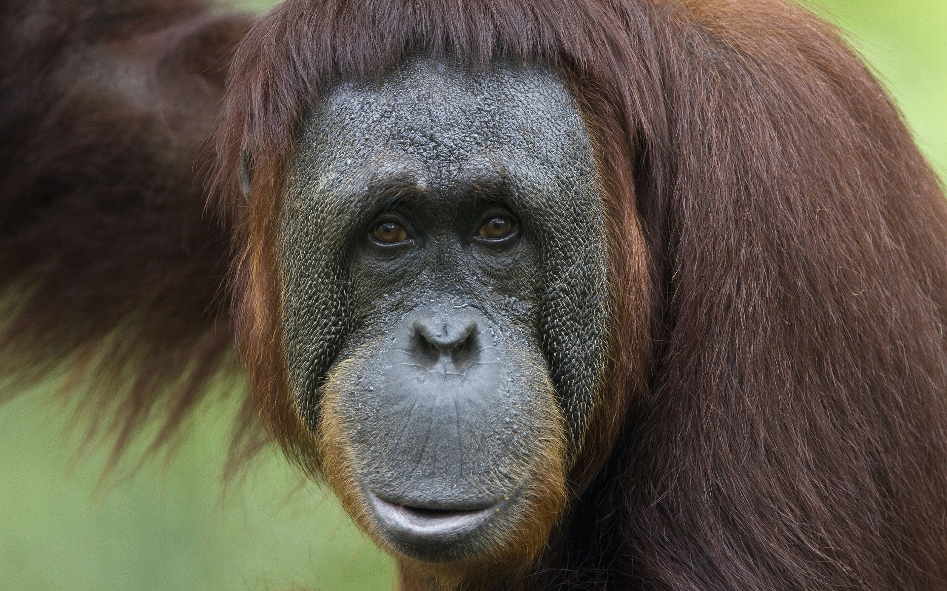 Monkey Wildlife Close Up Ape Orangutan 1920x1200