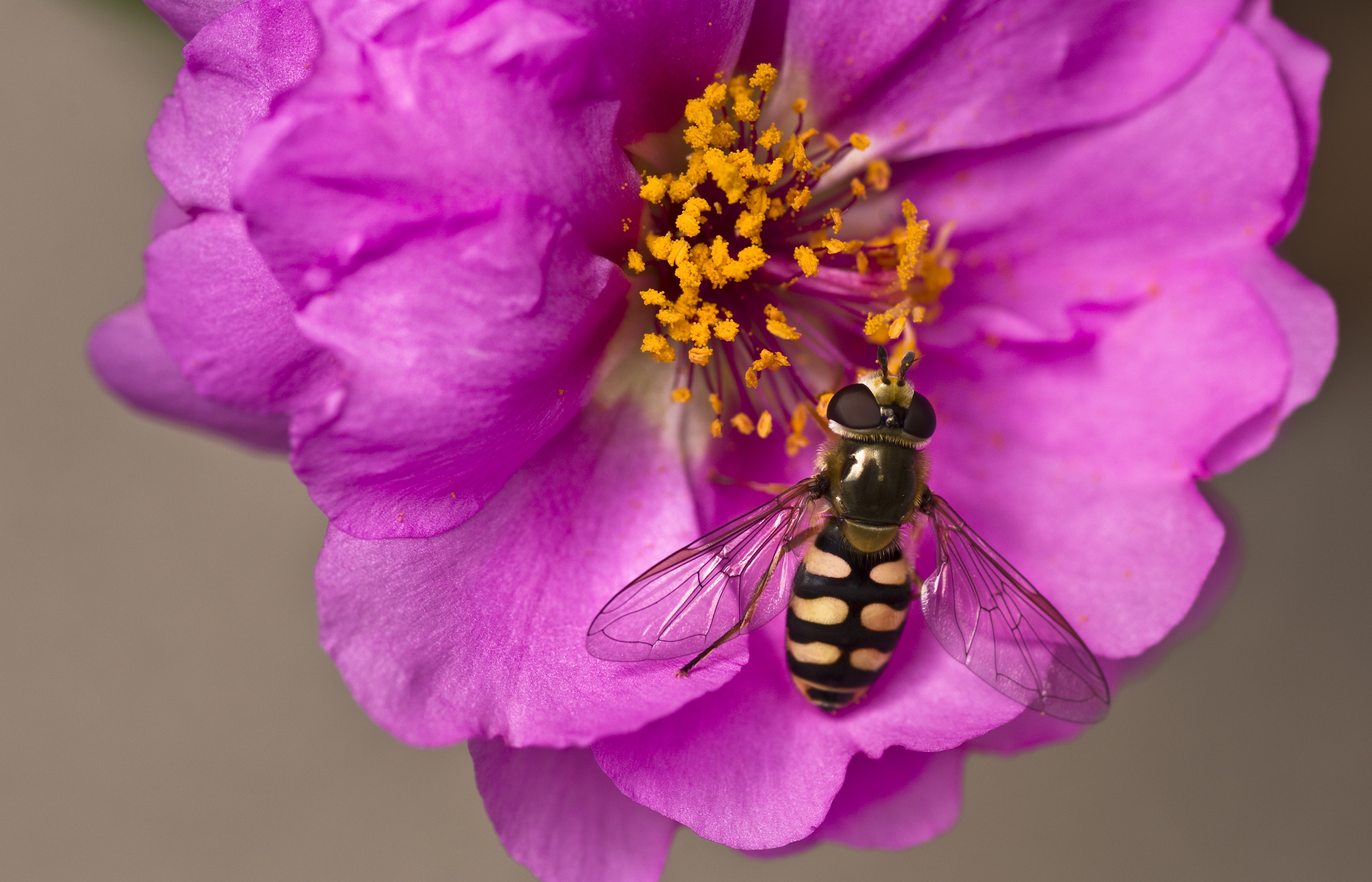 Hoverfly Insect Flower Pink Flower Close Up Syrphid Flies Fly 4846x3118