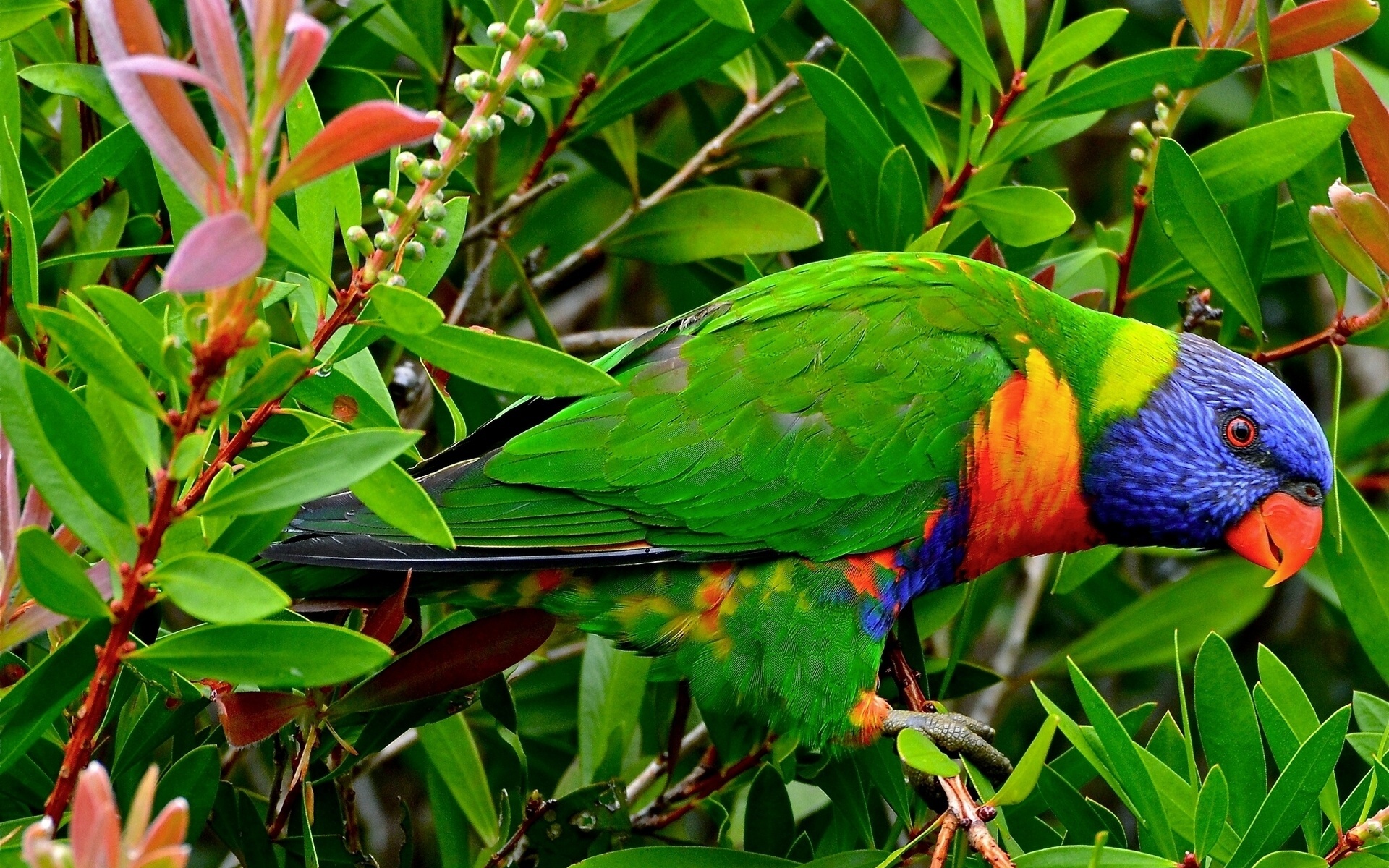 Parrot Rainbow Lorikeet Lorikeet 1920x1200