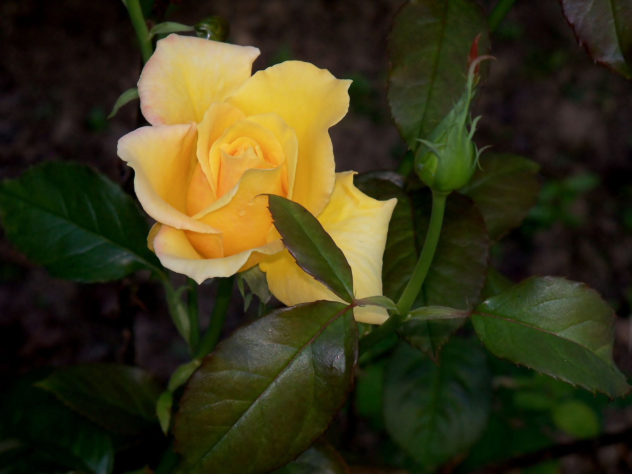 Flower Yellow Rose Bud 2048x1536