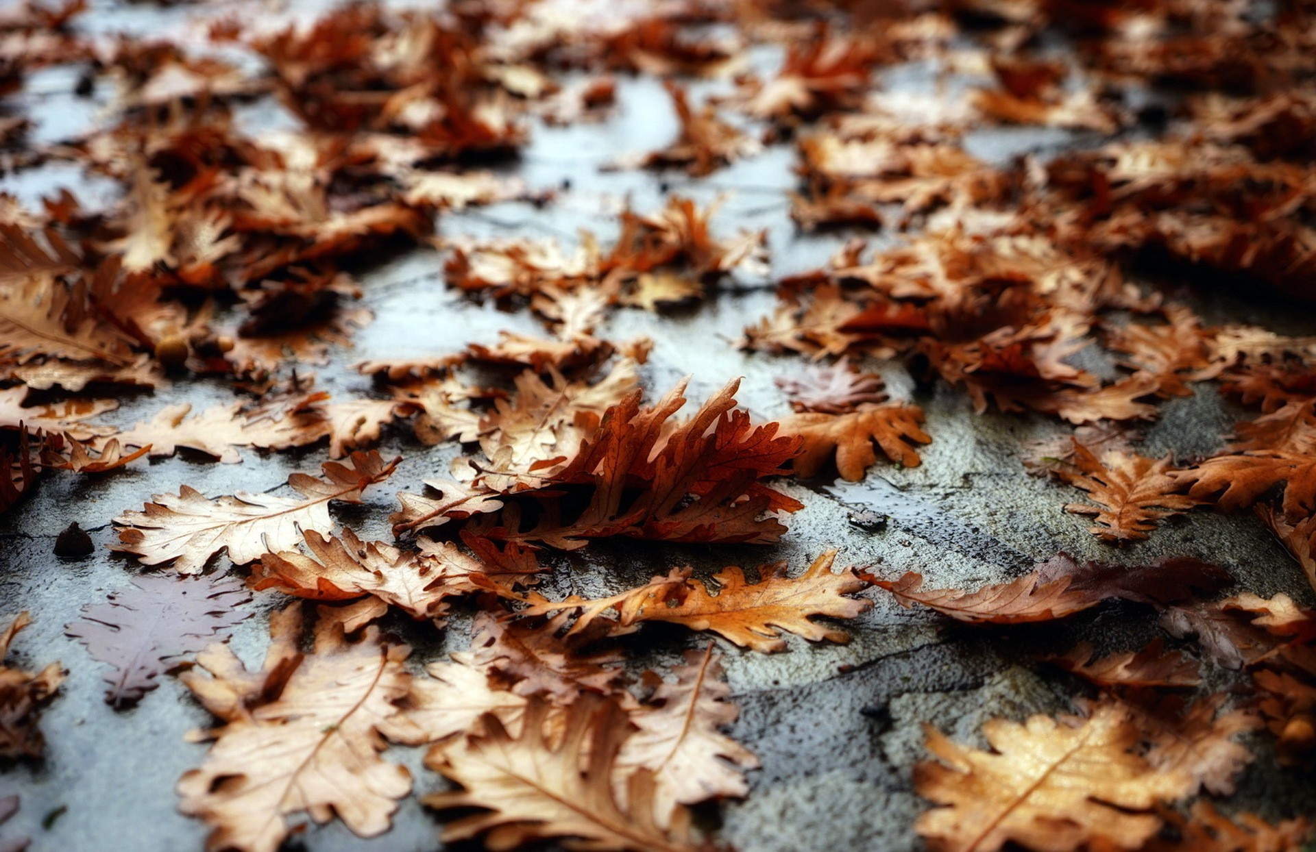 Leaves Fall Fallen Leaves Oak 1920x1244