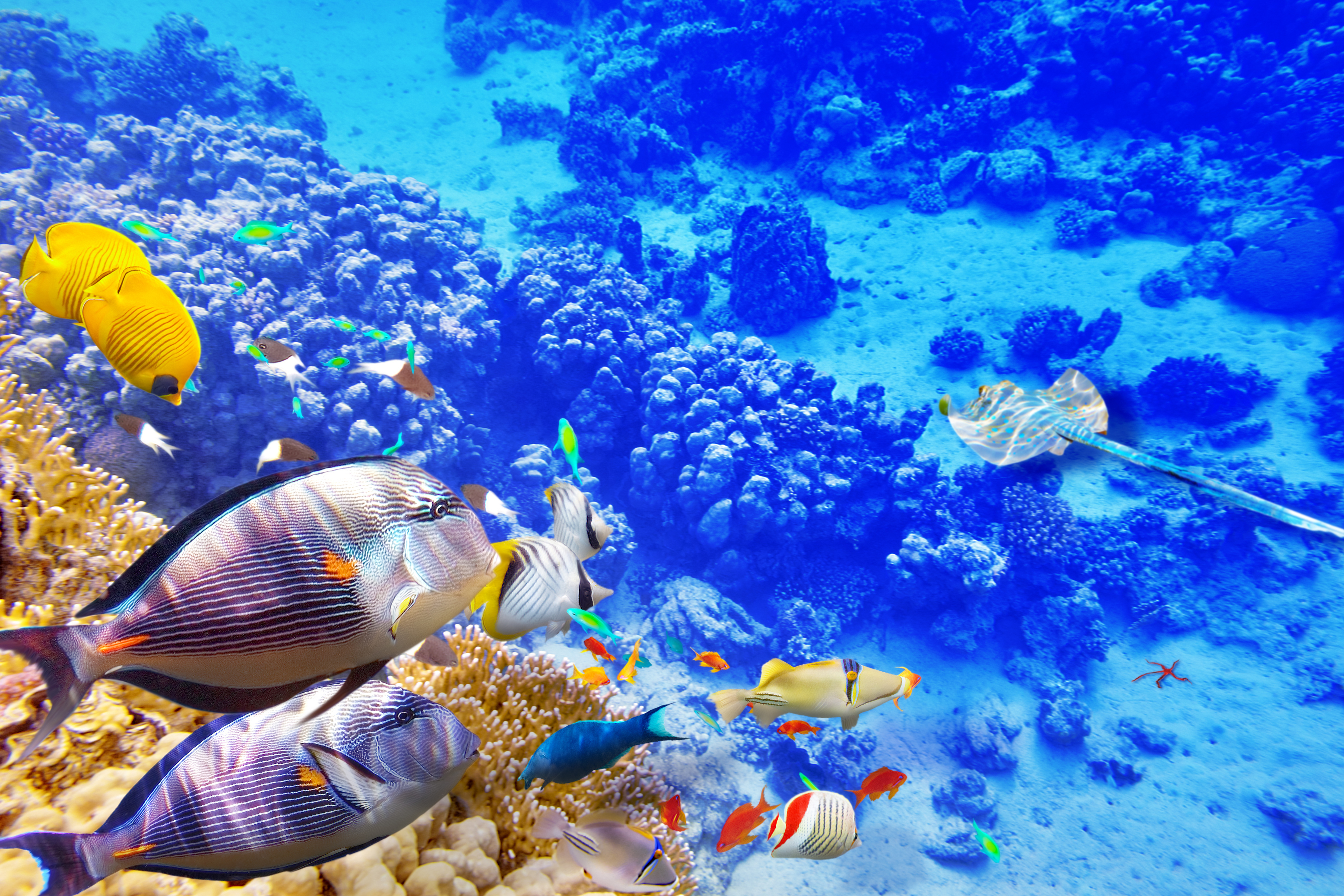 Underwater Fish Ocean Coral Reef Manta Ray 5800x3866