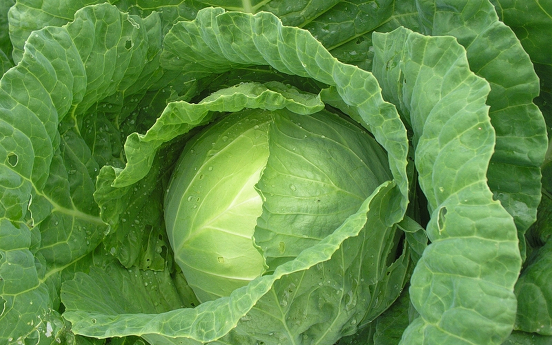 Food Cabbage 1920x1200