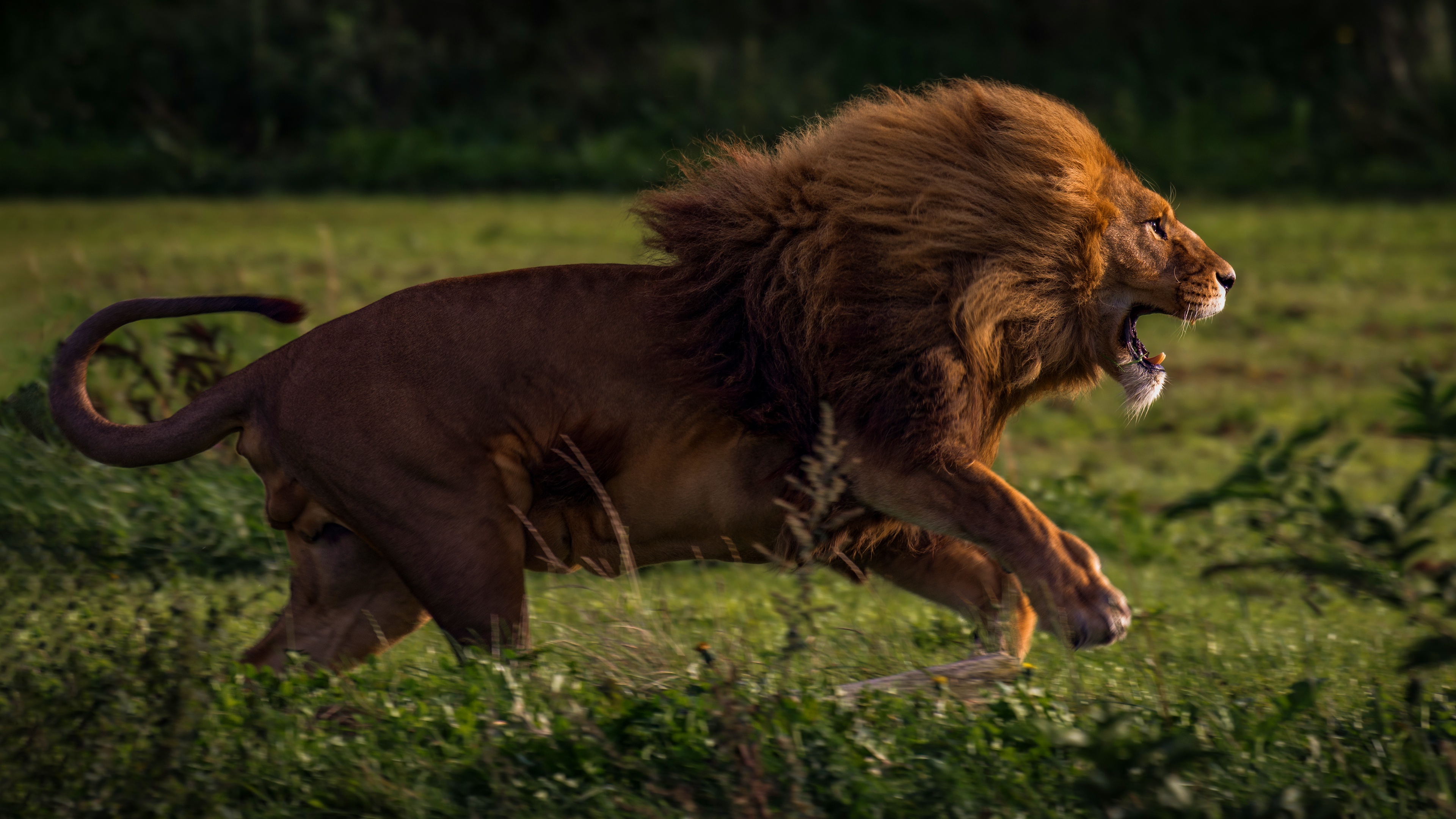 Lion Animals Nature Big Cats Roar Running 3840x2160