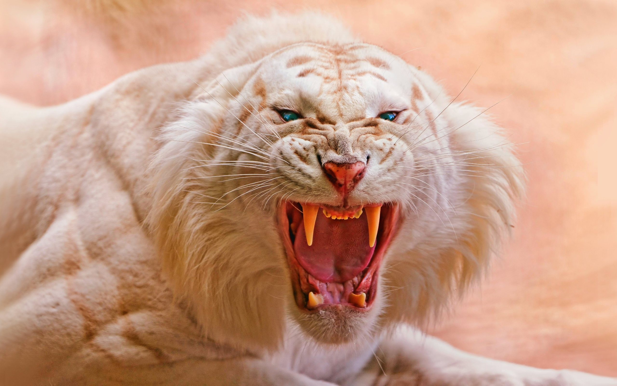 Animals Tiger White Tigers Nature Open Mouth Blue Eyes Roar Fangs Angry Closeup Big Cats 2560x1600