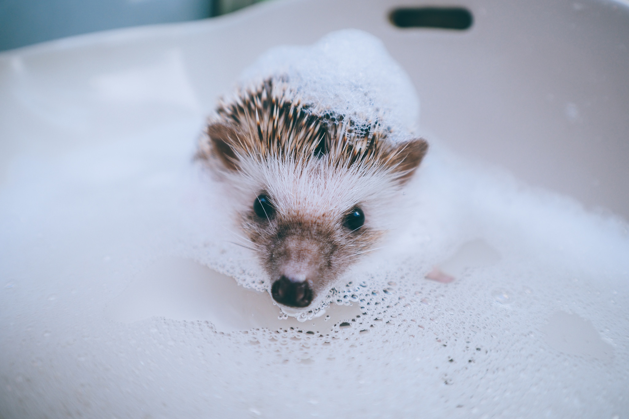 Animals Soap Hedgehog 2048x1365