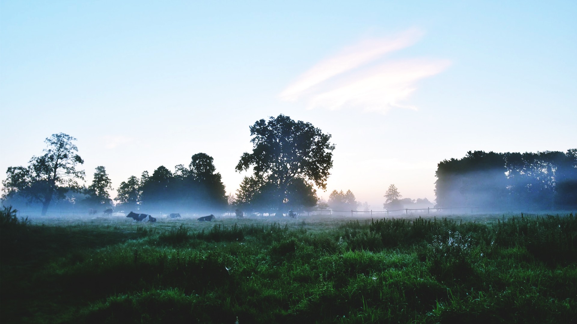 Landscape River Morning Sun Clear Sky Oak Trees Forest Photography Justyna Ferska Poland 1920x1080