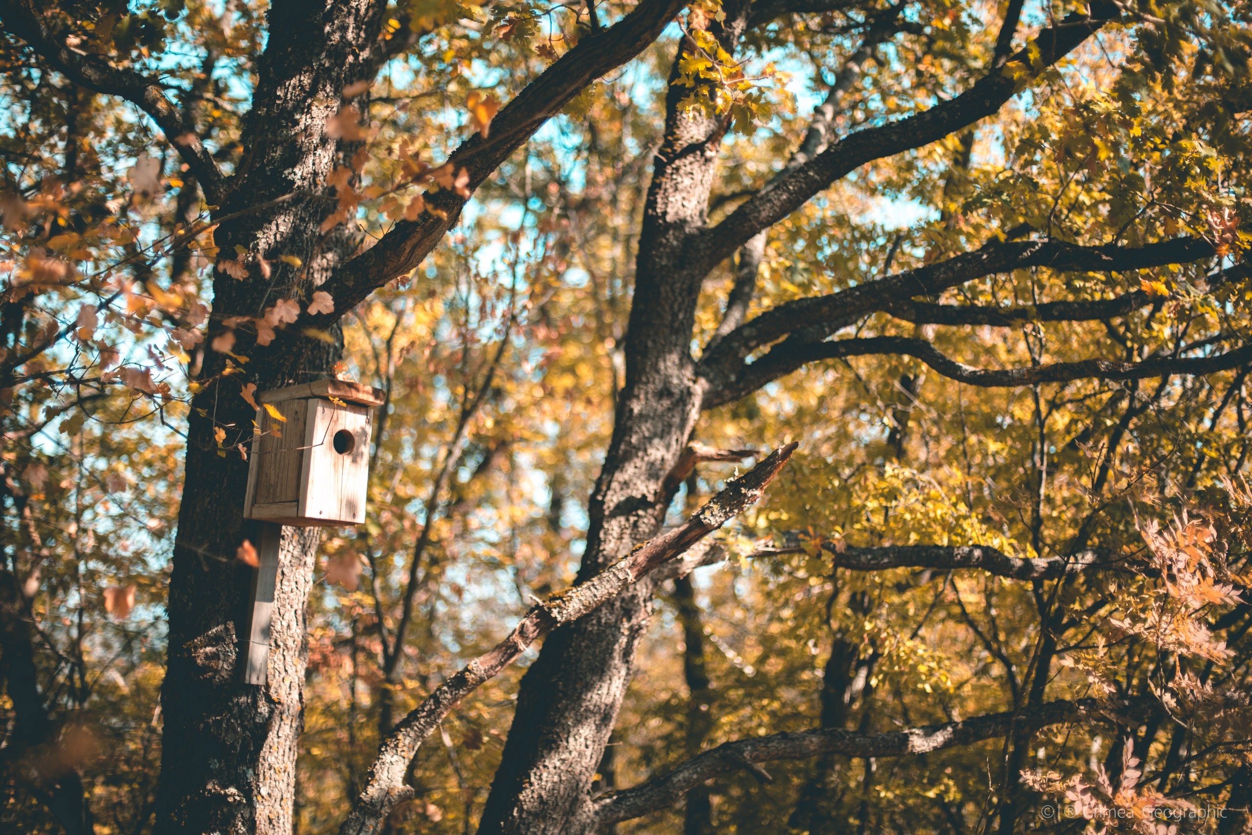 Crimea Nature Birdhouses Trees Fall 2560x1707