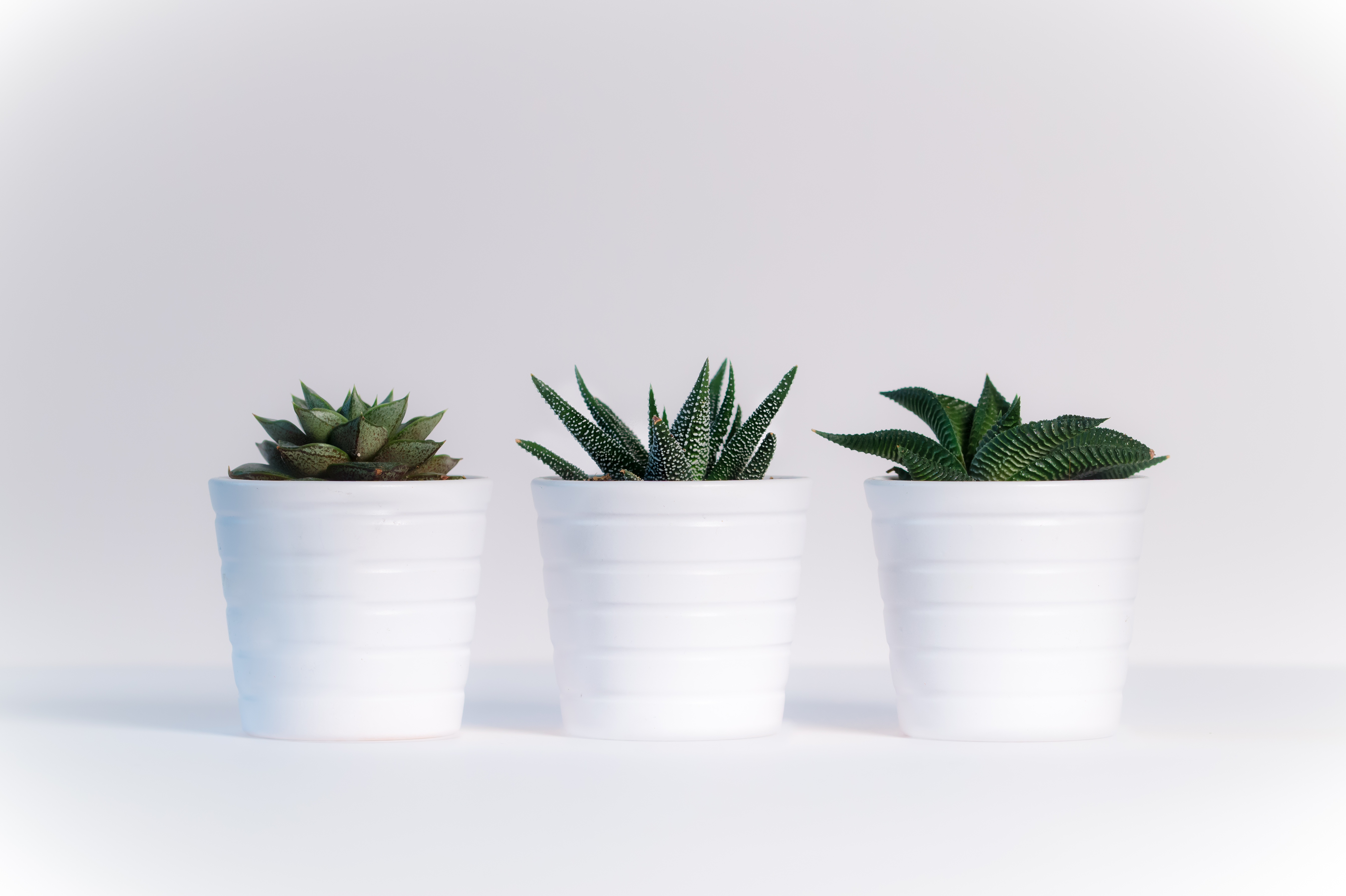 White Plants Simple Photography Indoors White Background Table Growth 5379x3581