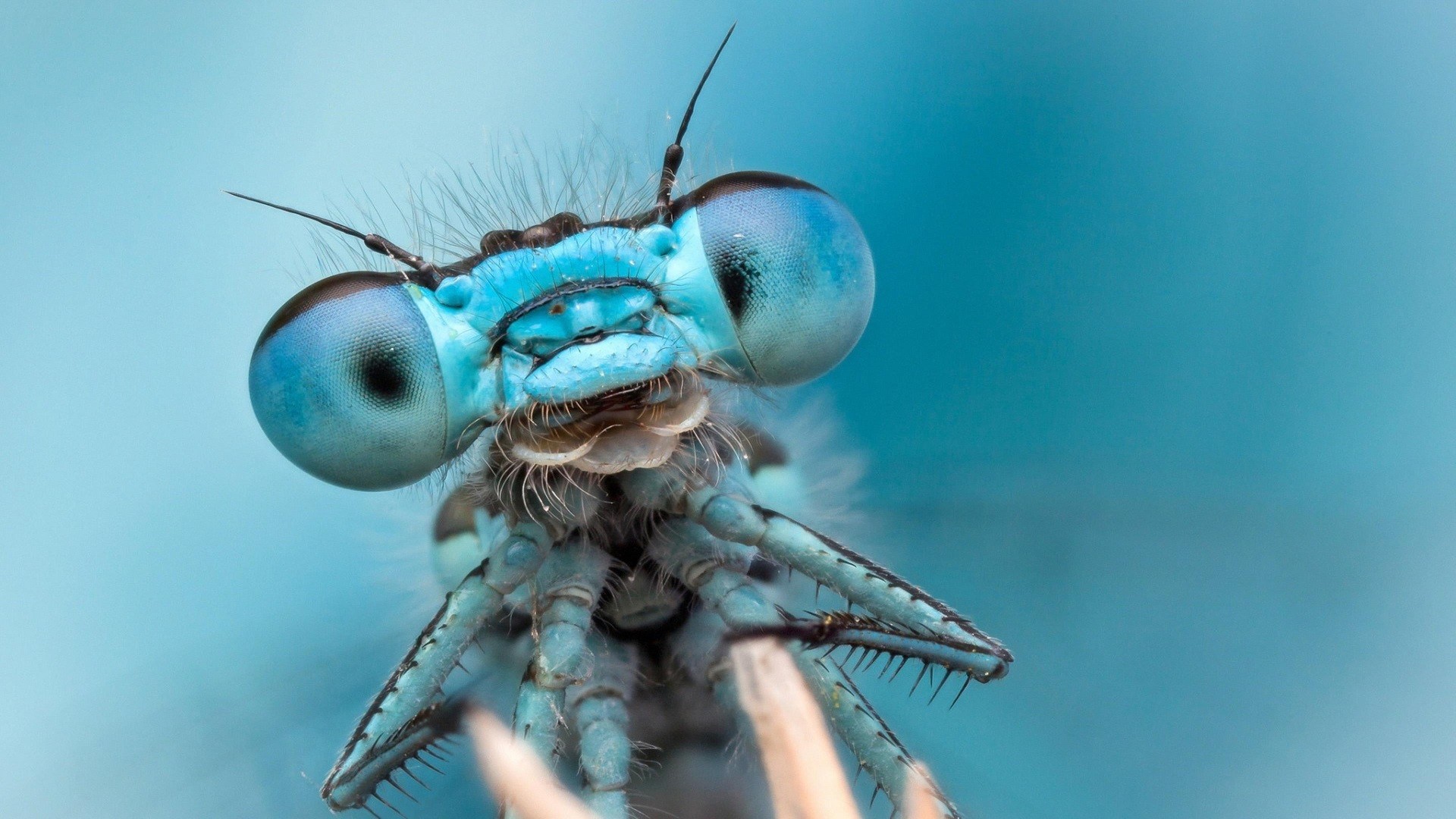Dragonflies Bug Insect Nature Macro Blue Cyan 1920x1080