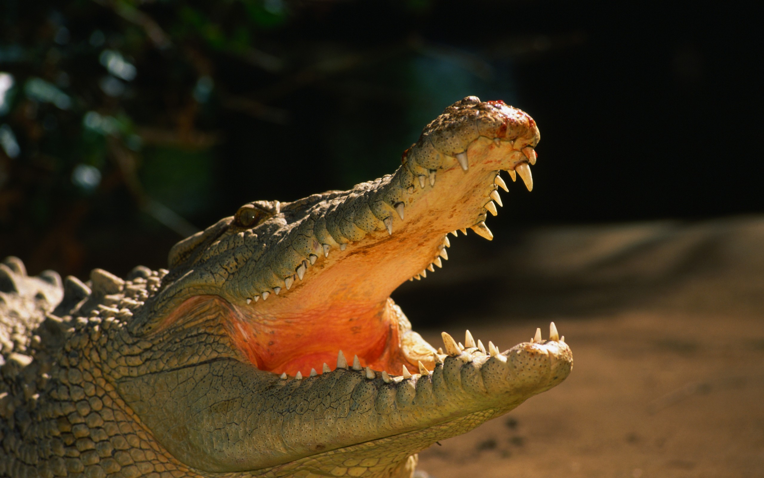 Animal Alligator 2560x1600