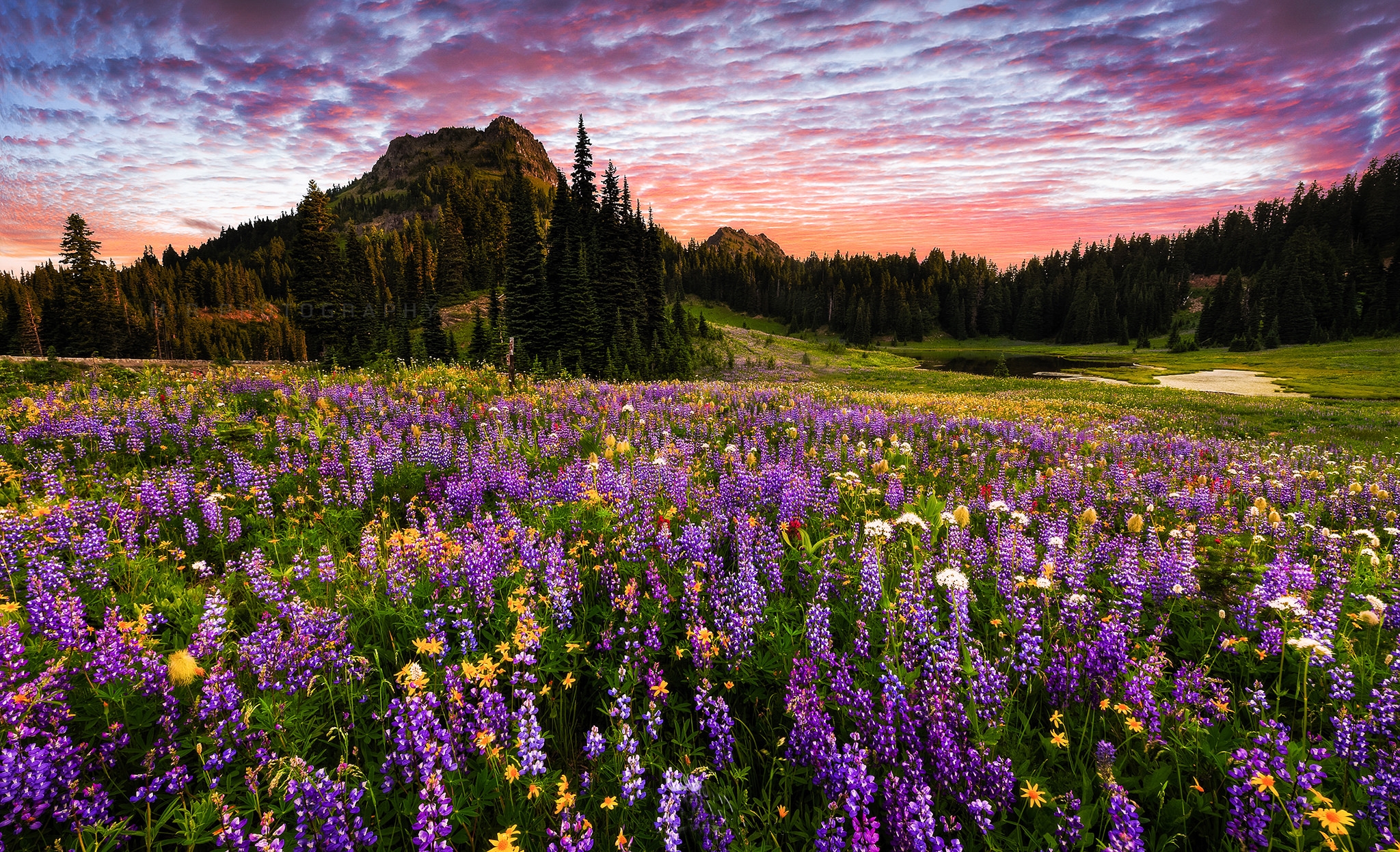 Earth Landscape Mount Rainier Flower Mountain Forest Purple Flower 2048x1247