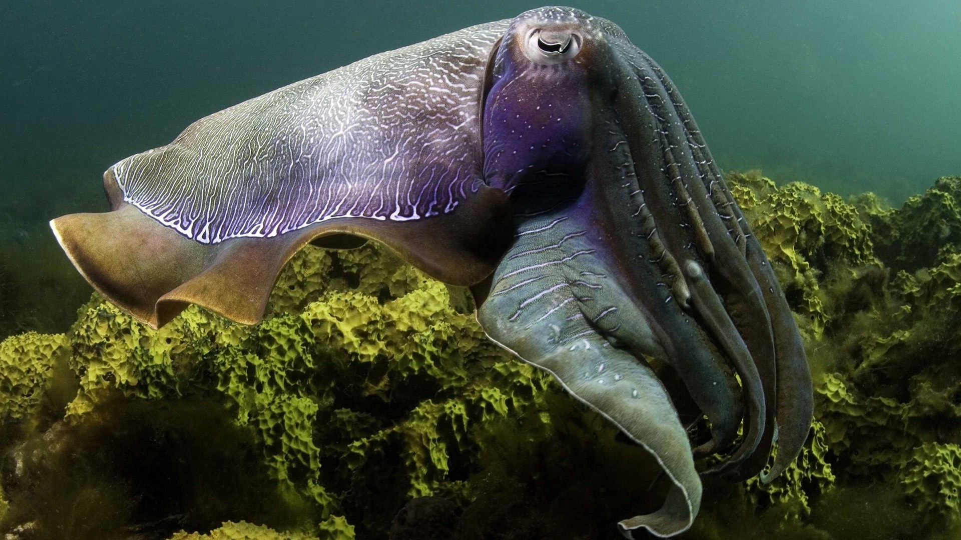 Animals Sea Underwater Cuttlefish 1920x1080
