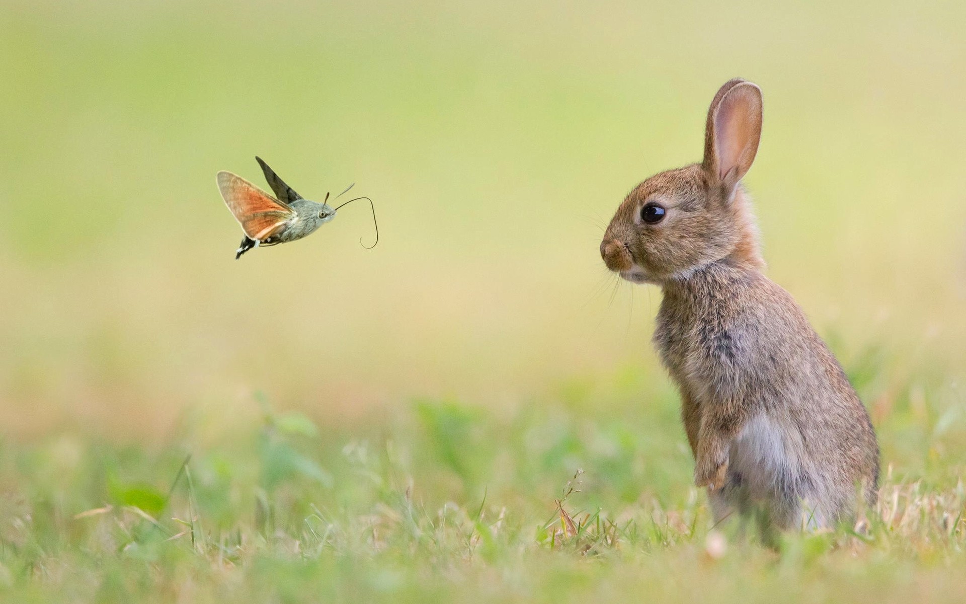 Moths Insect Grass Rabbits Animals 1920x1200