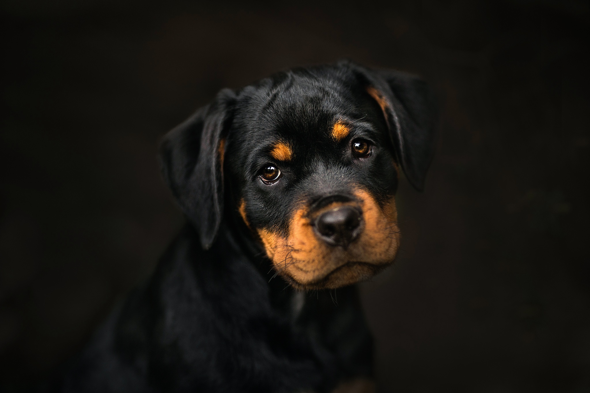 Dark Dog Animals Portrait Rottweiler 2048x1365