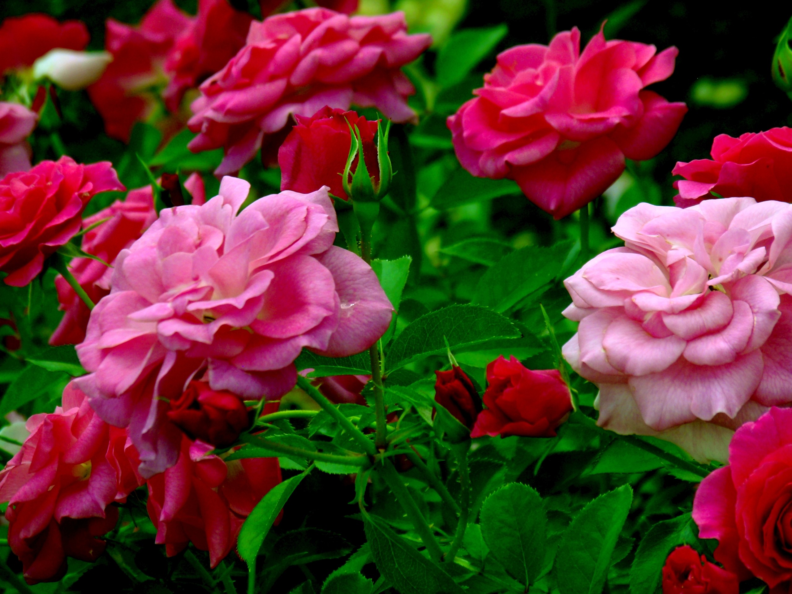 Rose Flower Stem Pink Flower 2560x1920
