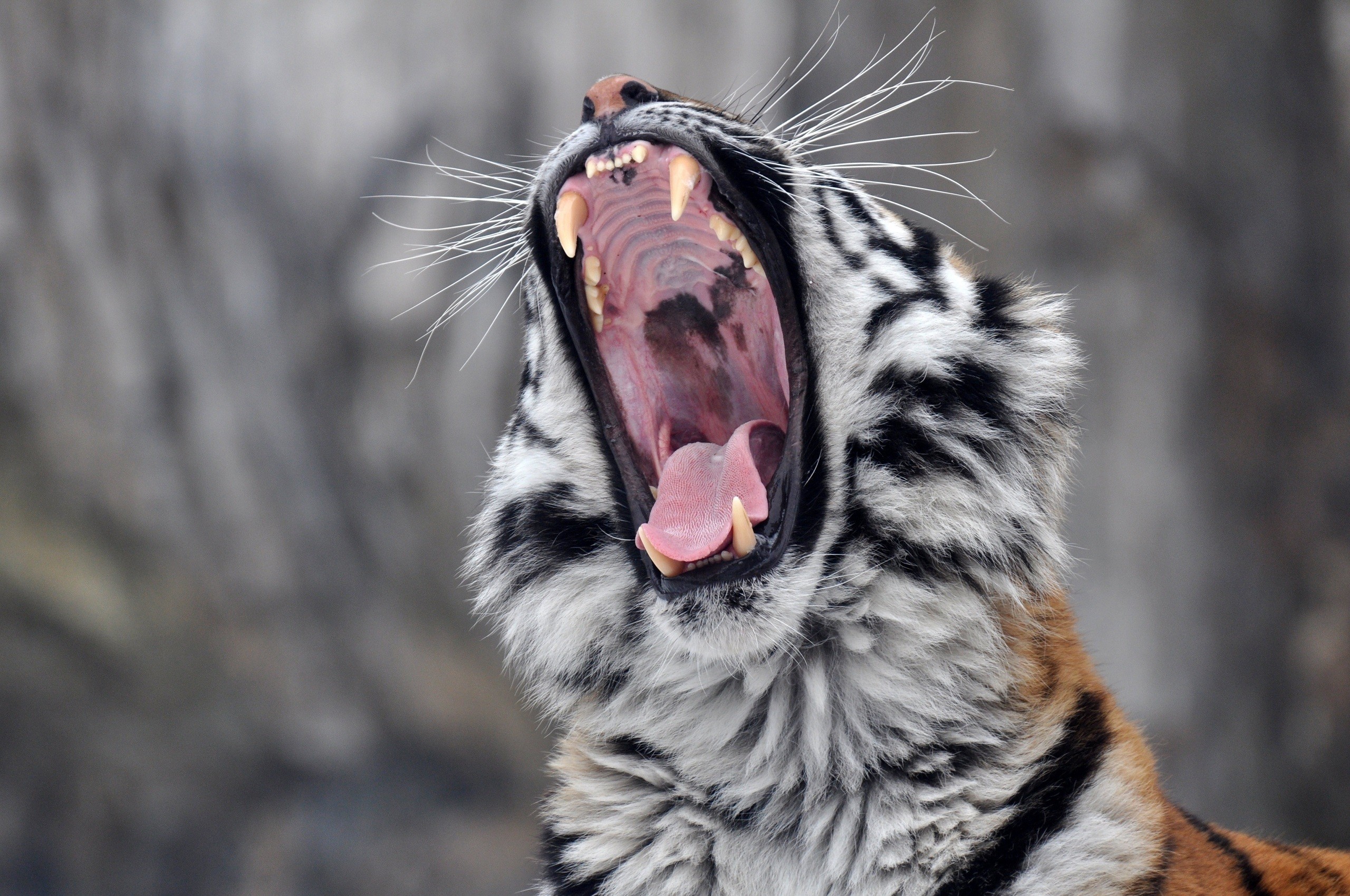 Tiger Roar Yawning 2560x1700